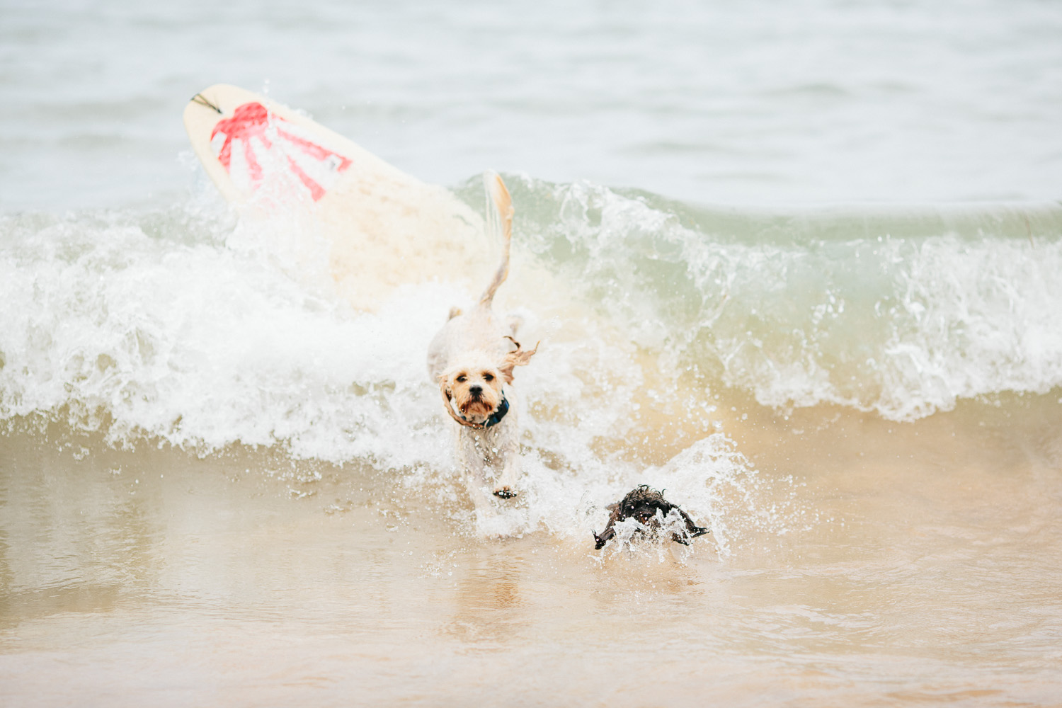 Gnarley Marley surfing cavoodle dog Central Coast-22.jpg