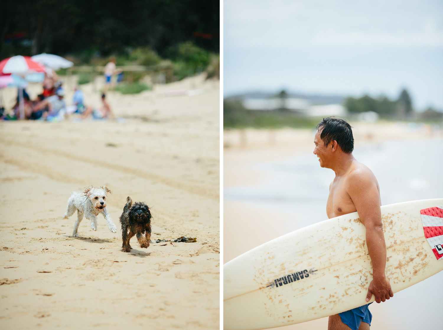 Gnarley-Marley-surfing-cavoodle-dog-Central-Coast-24.jpg