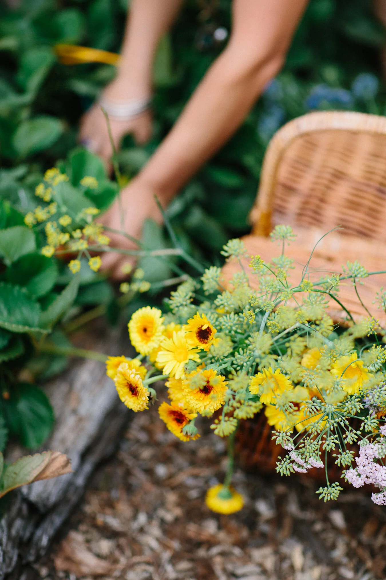 Hidden Valley Harvest web res-11.jpg