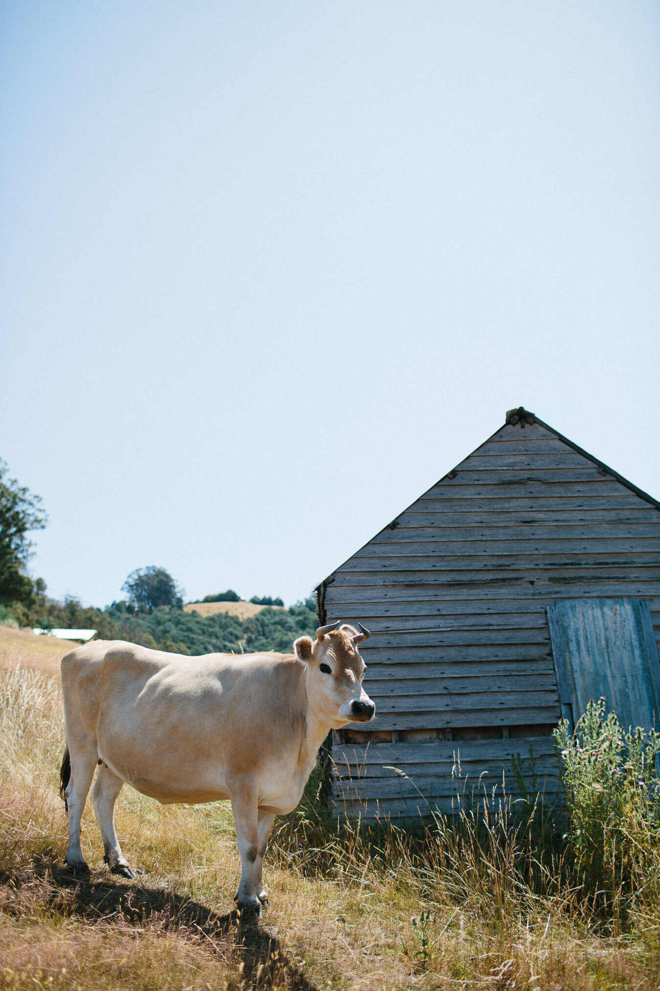 Candid Natural Kids & Family portraits, Cygnet, Hobart. Sandra Henri Photography.-86.jpg