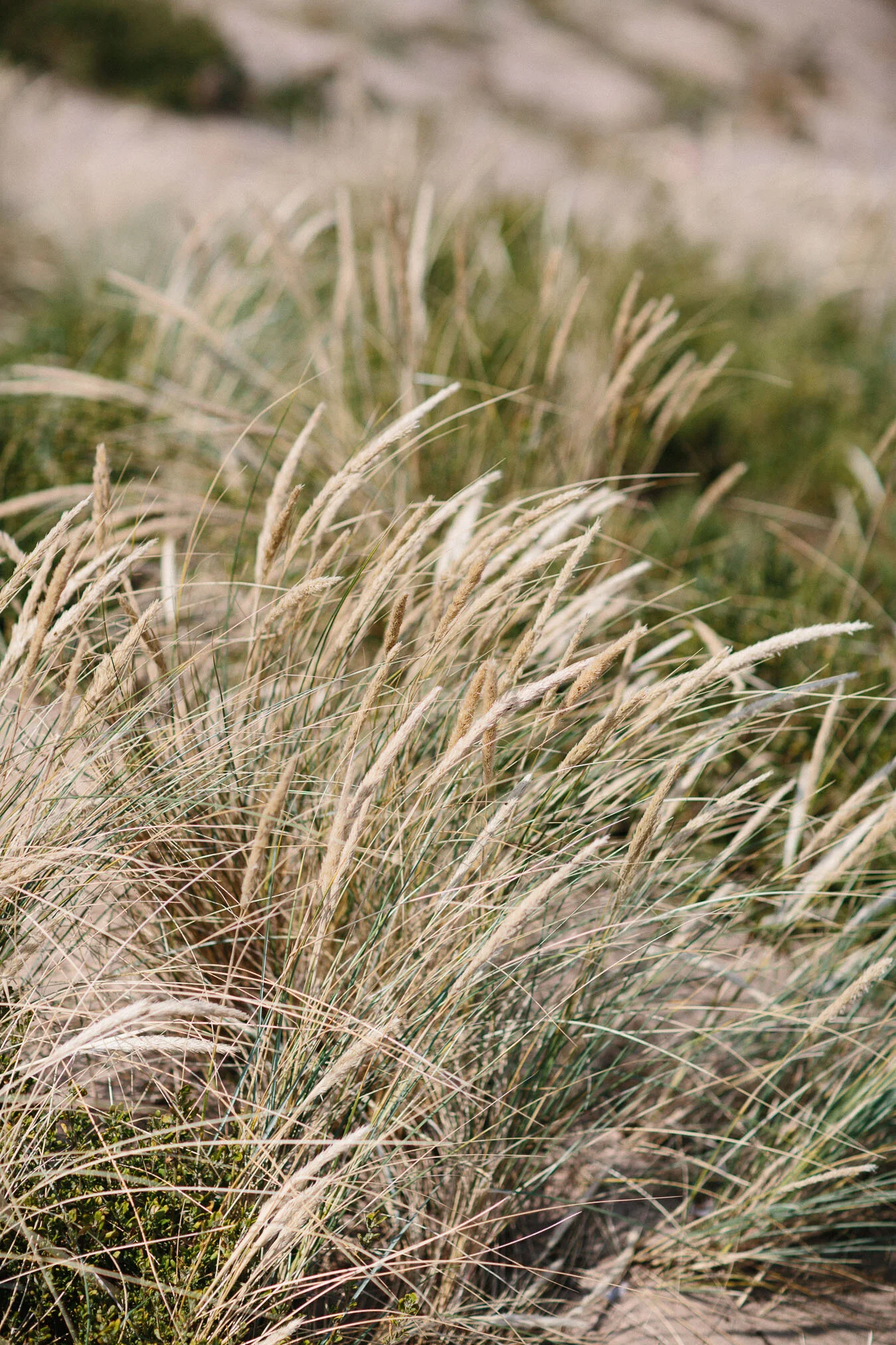 Candid Natural Kids & Family portraits, Cygnet, Hobart. Sandra Henri Photography.-15.jpg