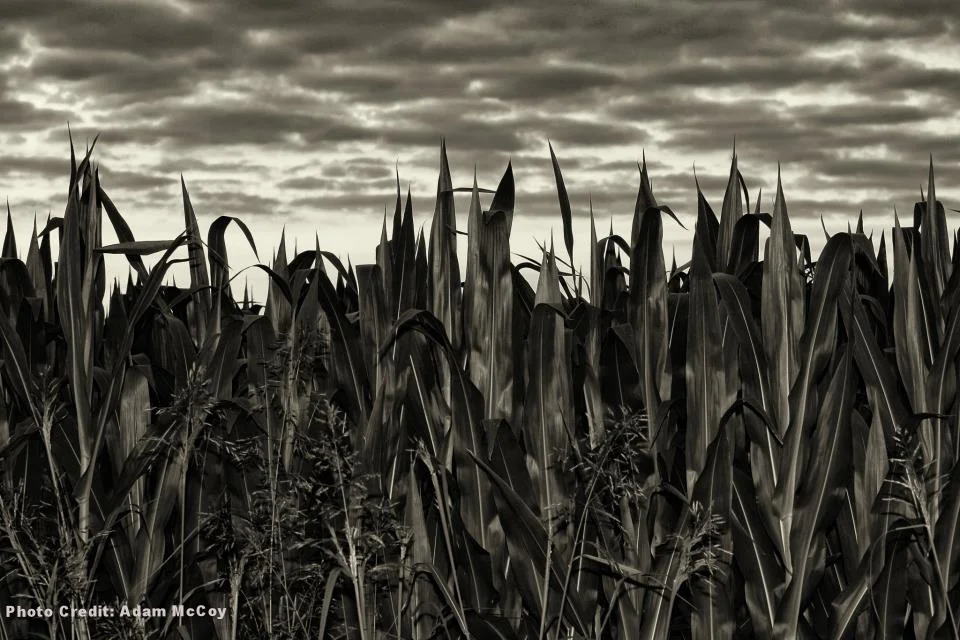 Decentralized Gospel Multiplication