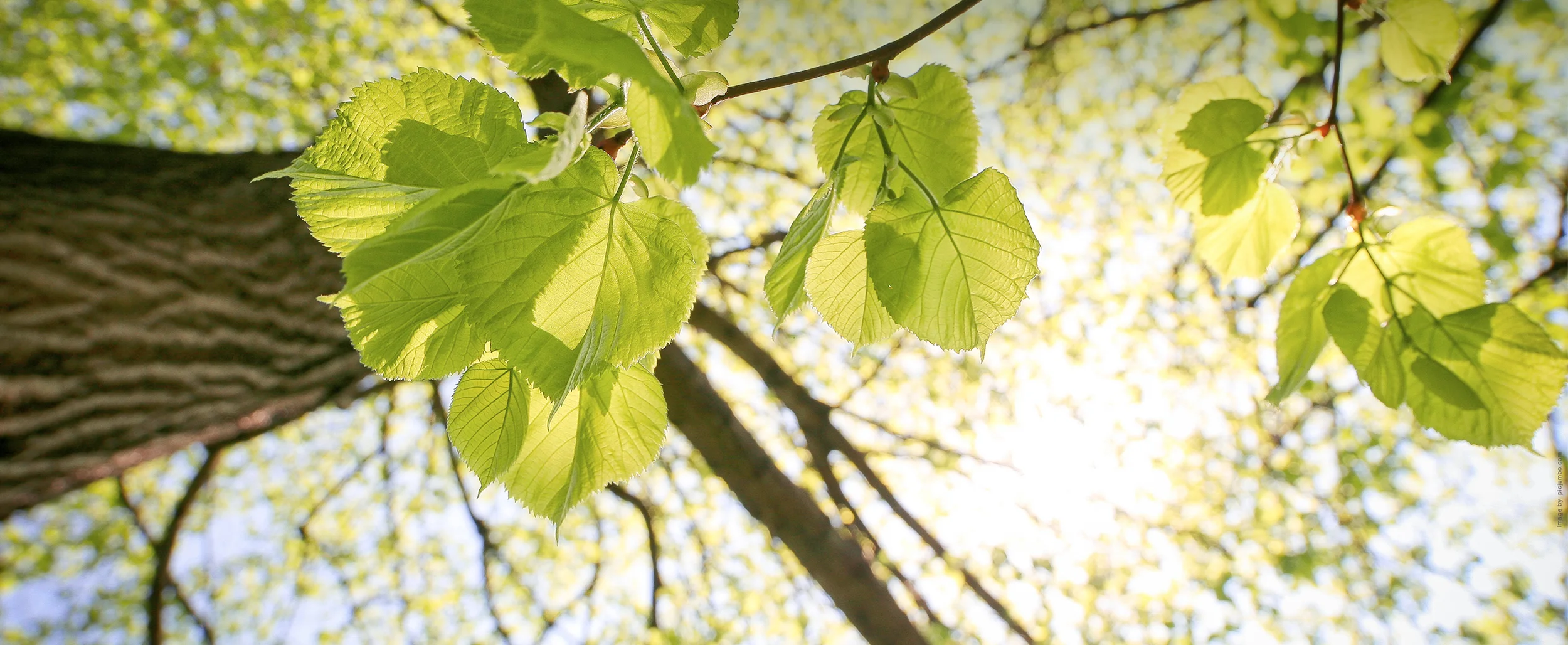 Tree-Banner.jpg