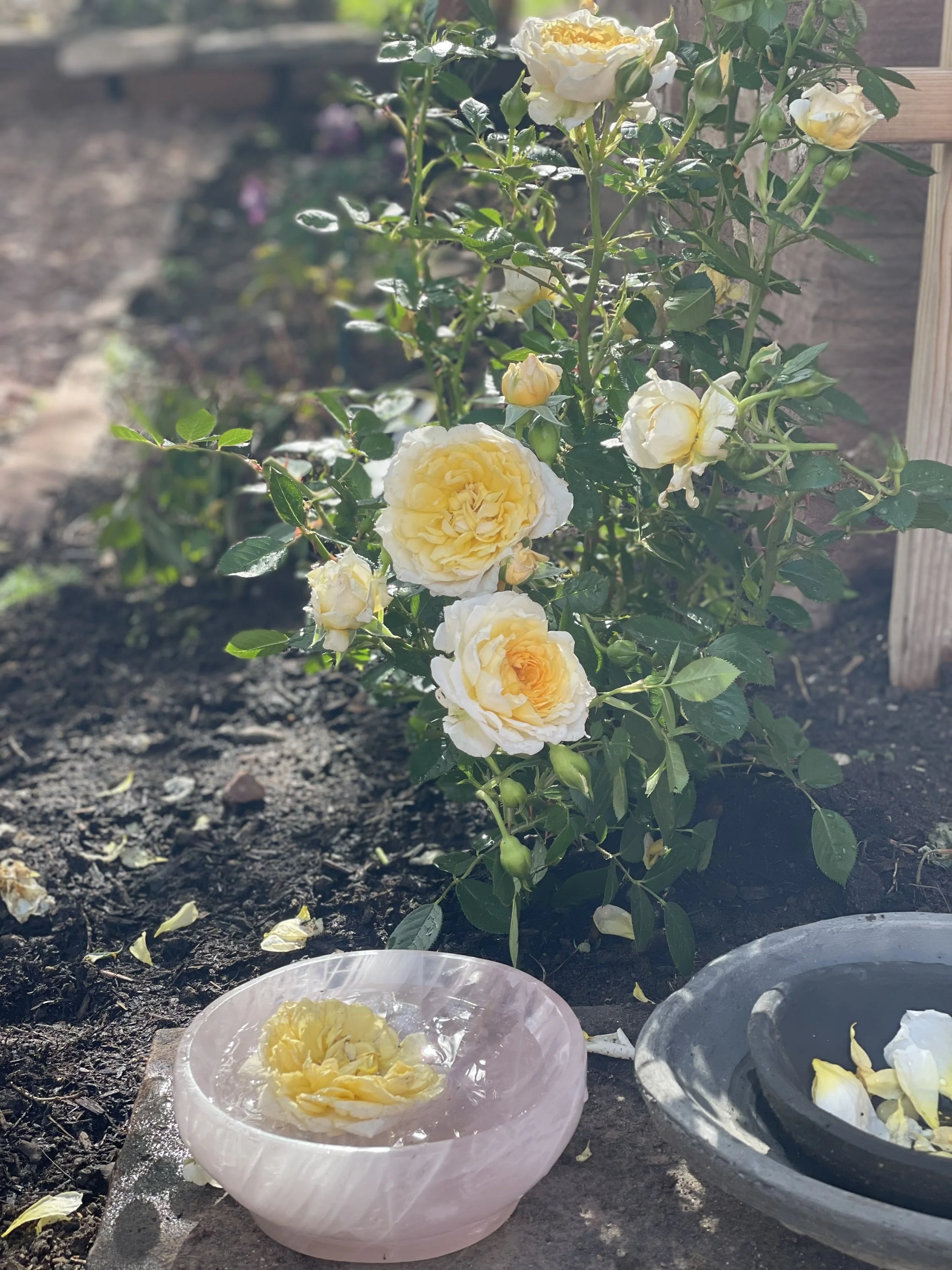 Rose Flower Essence.jpg