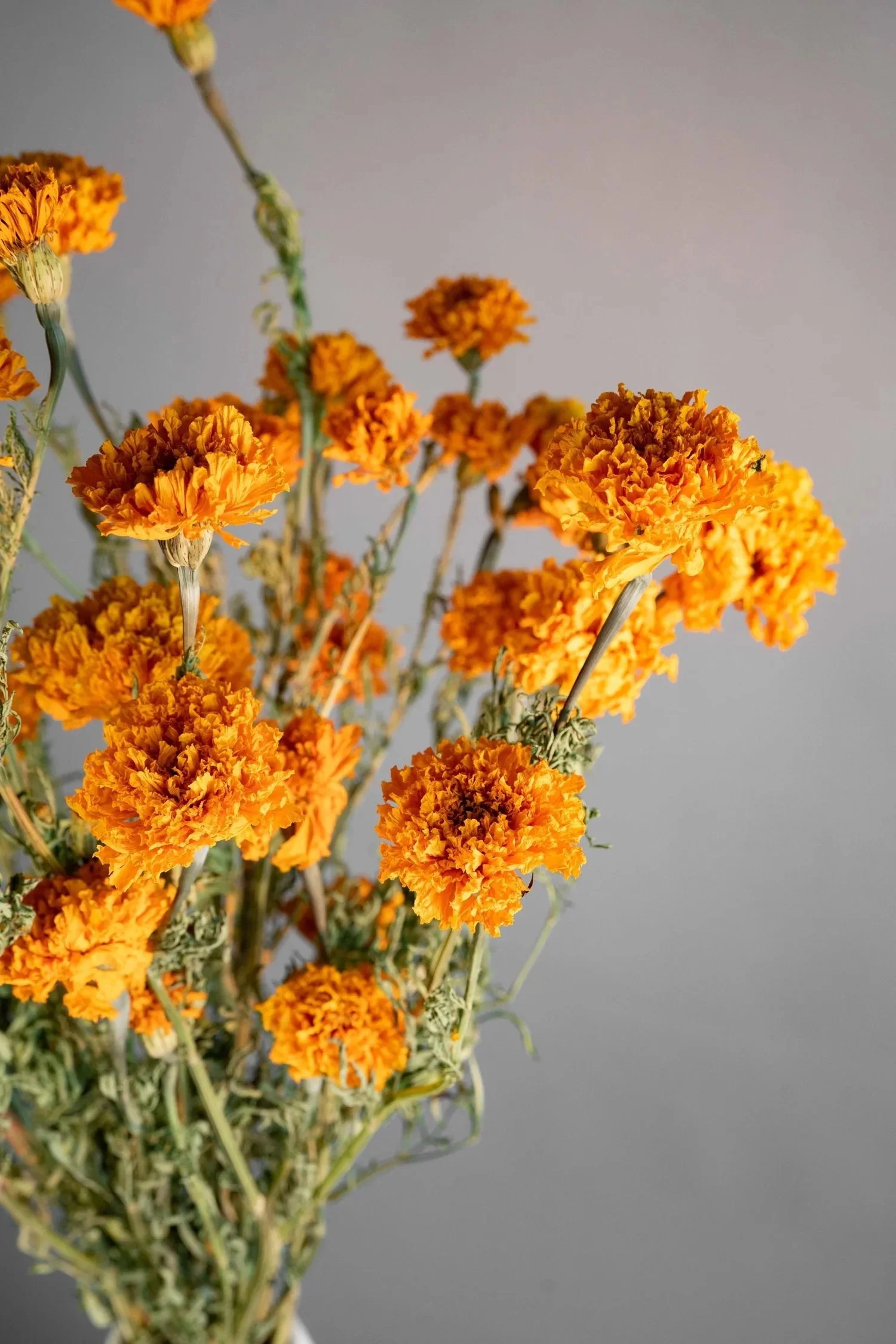 gold marigolds.jpeg