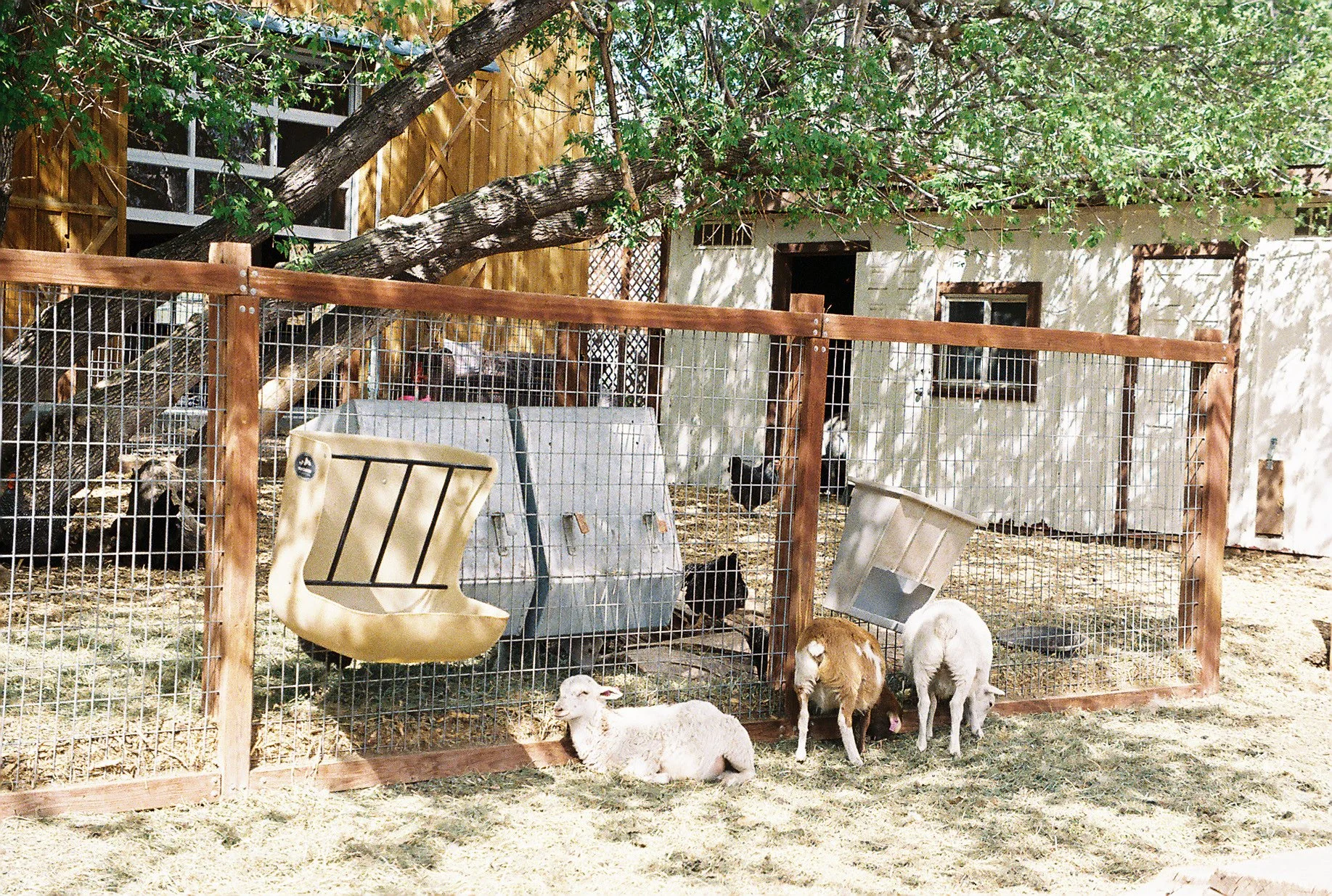 Sheep Lyons Farmette.jpeg