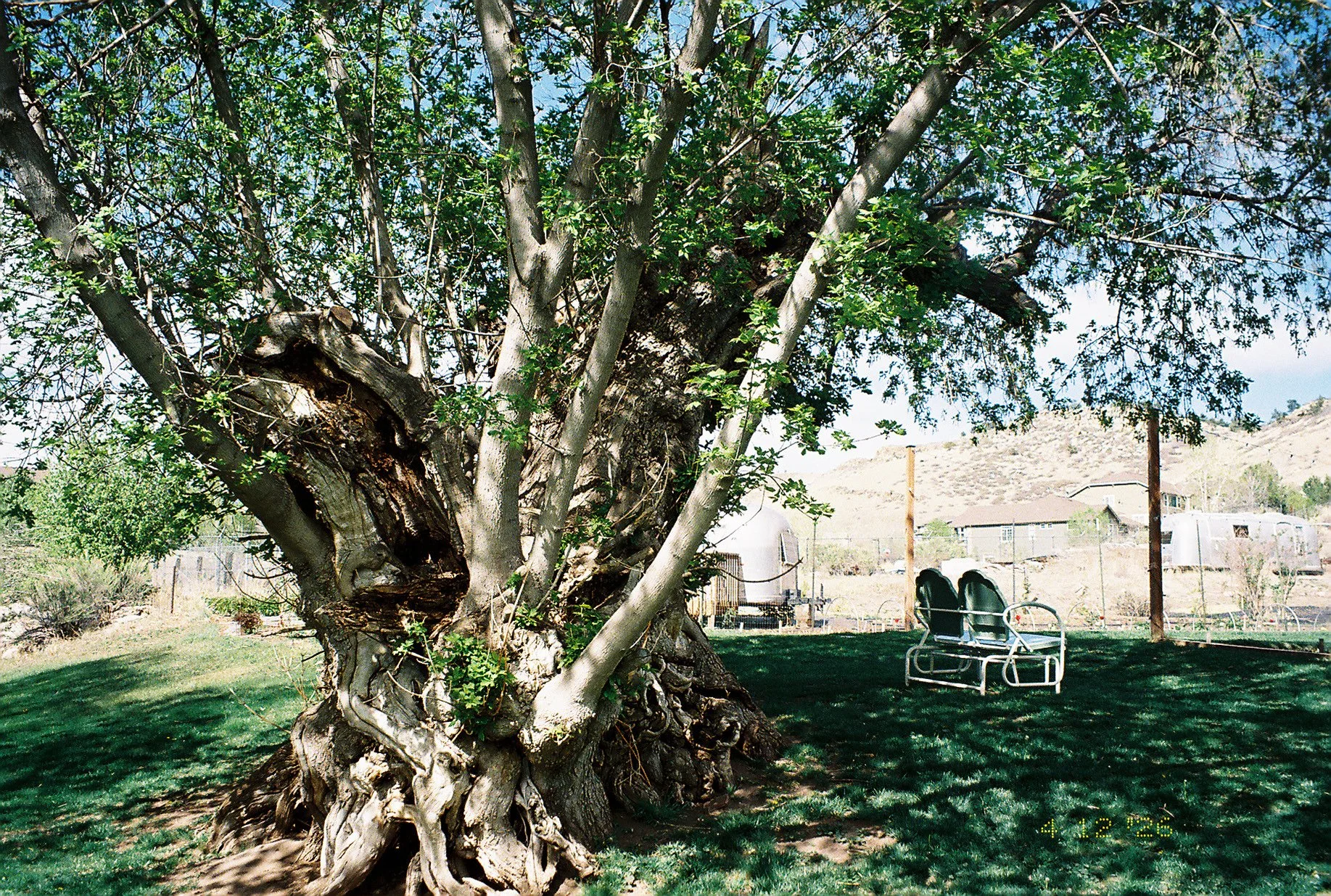 Tree Lyons Farmette.jpeg