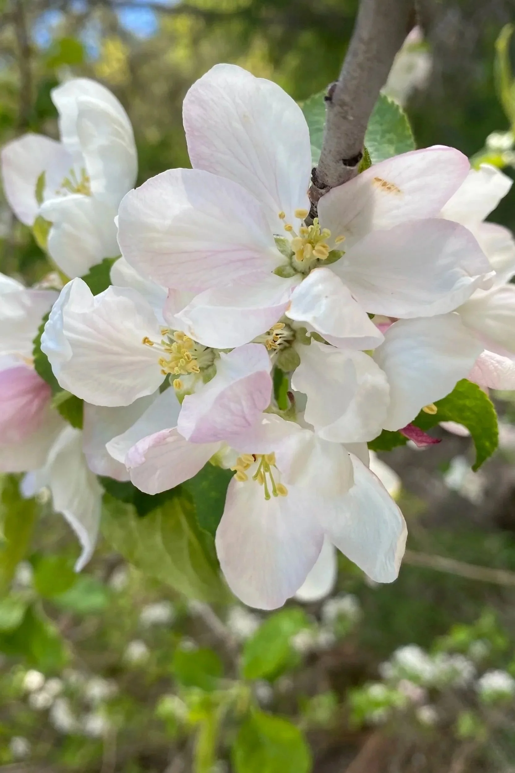Spring+Blooms+2.jpg