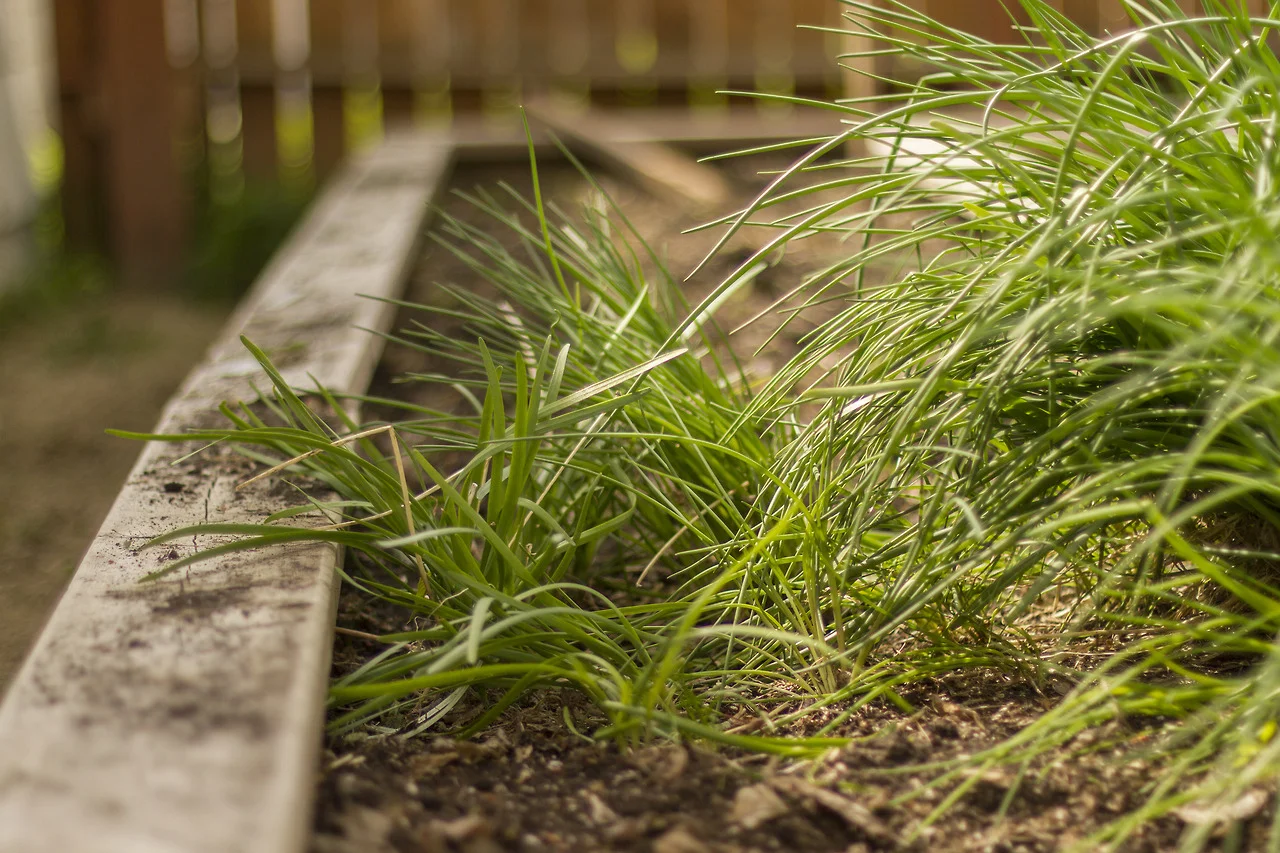 Windblown chives.