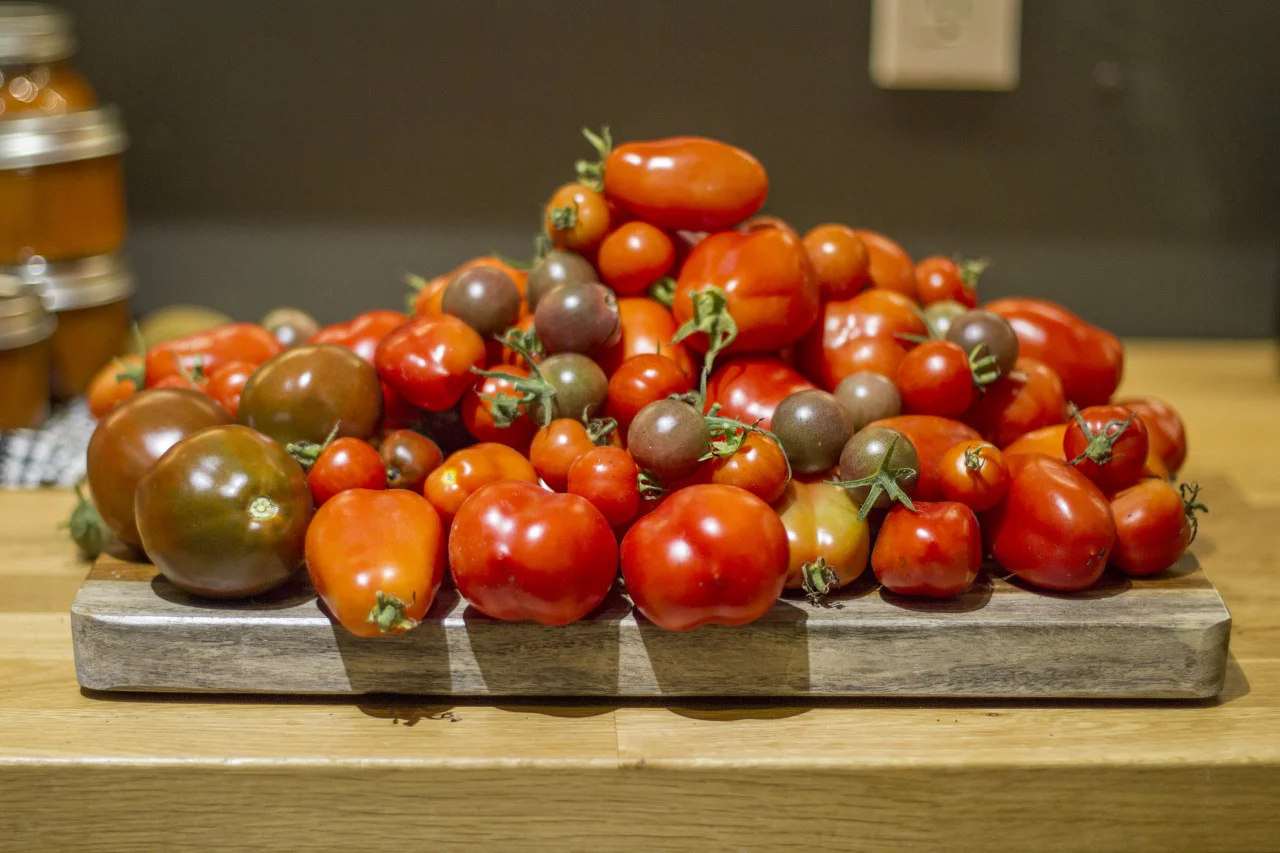 Evening tomato harvest.