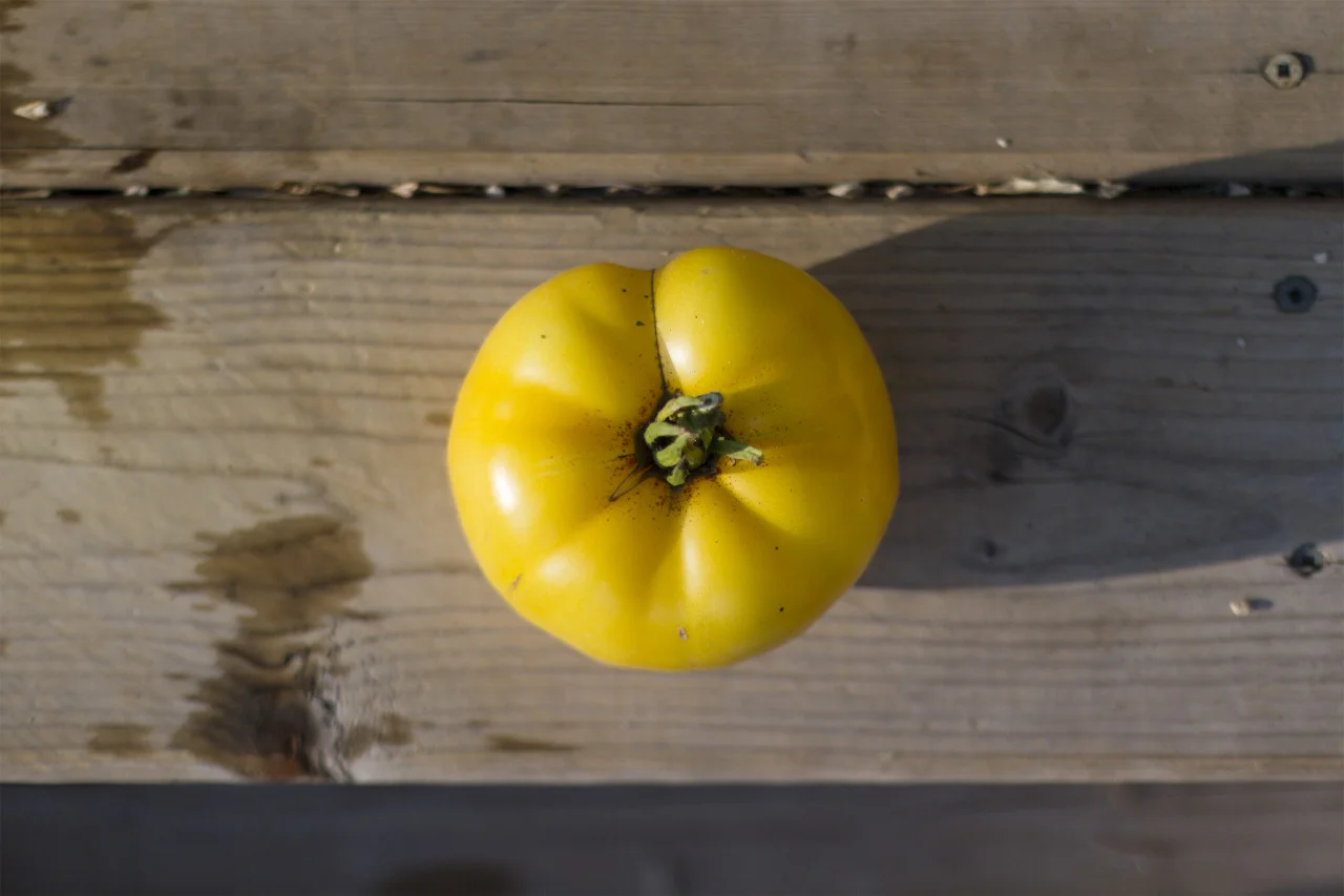 Sean’s Yellow Dwarf tomato. These might be my new favorite variety.
