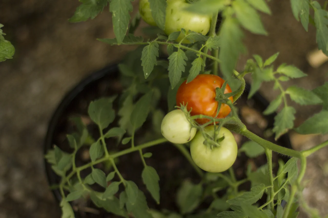 I see a red(ish) tomato!!!