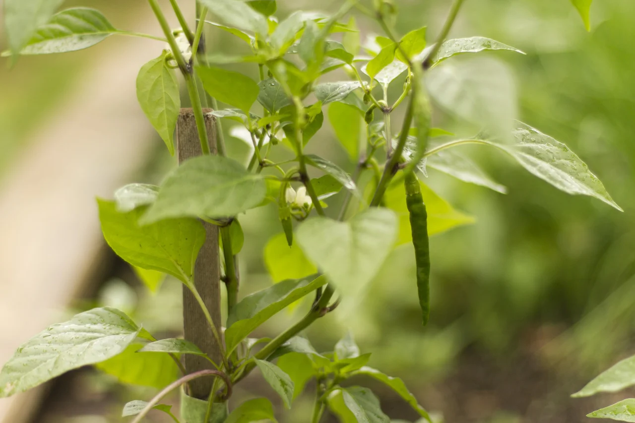 Cayenne peppers are popping up everywhere!