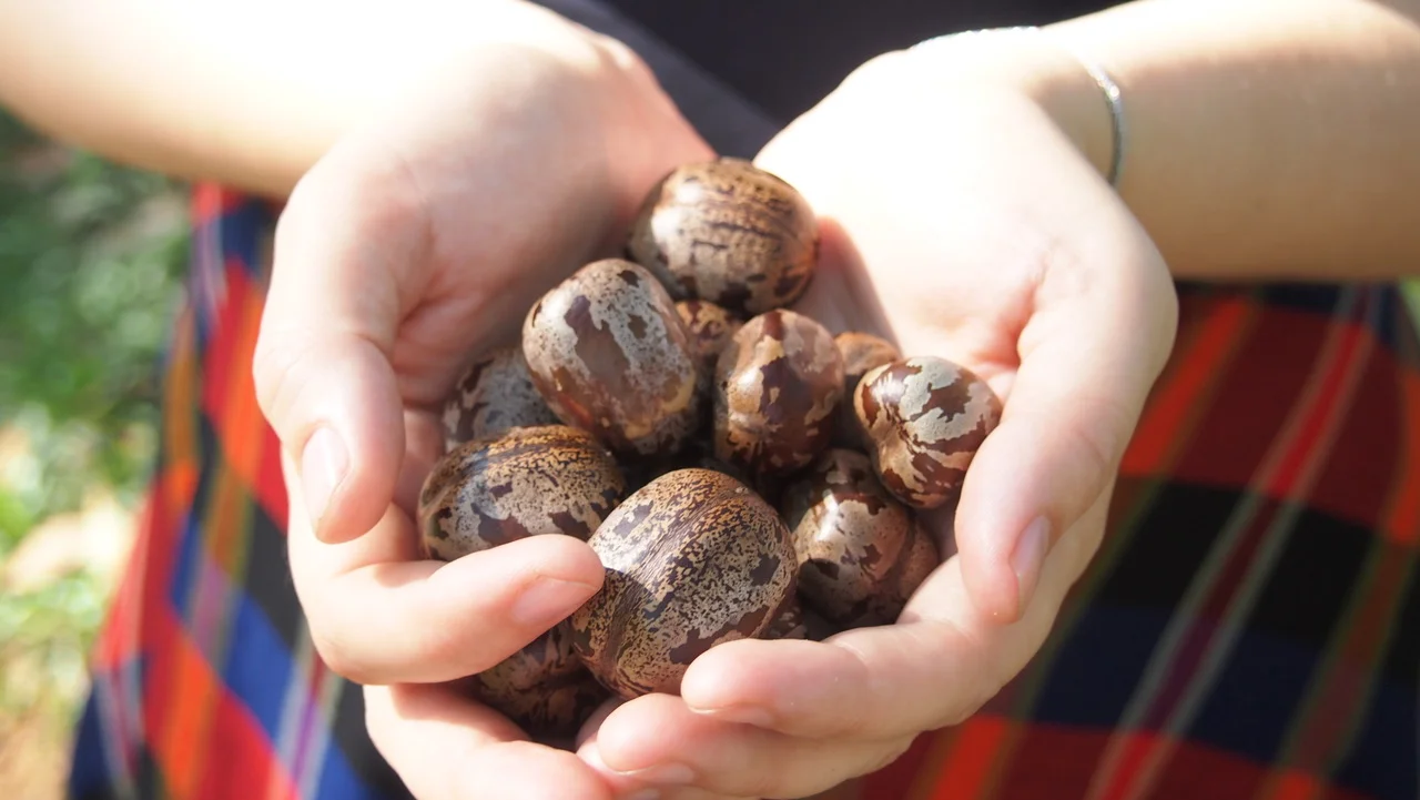 history of rubber rubber tree seeds.jpeg
