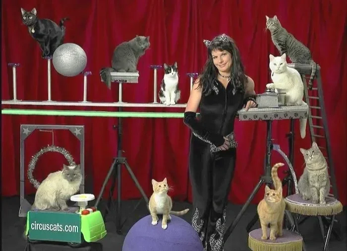 Meet Some Real Creative Cats – The Amazing Acro Cats