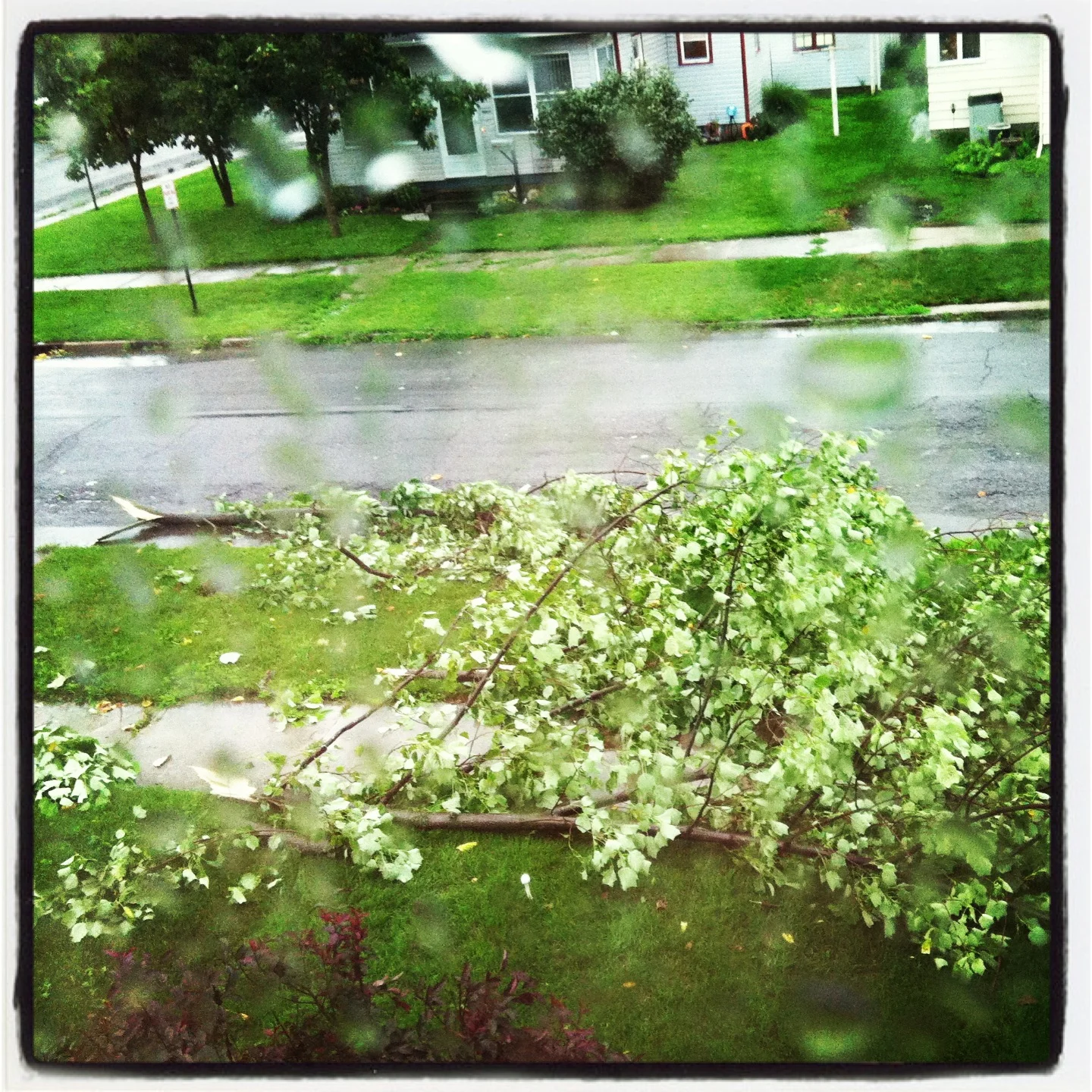 [After we felled the Noble Fir]