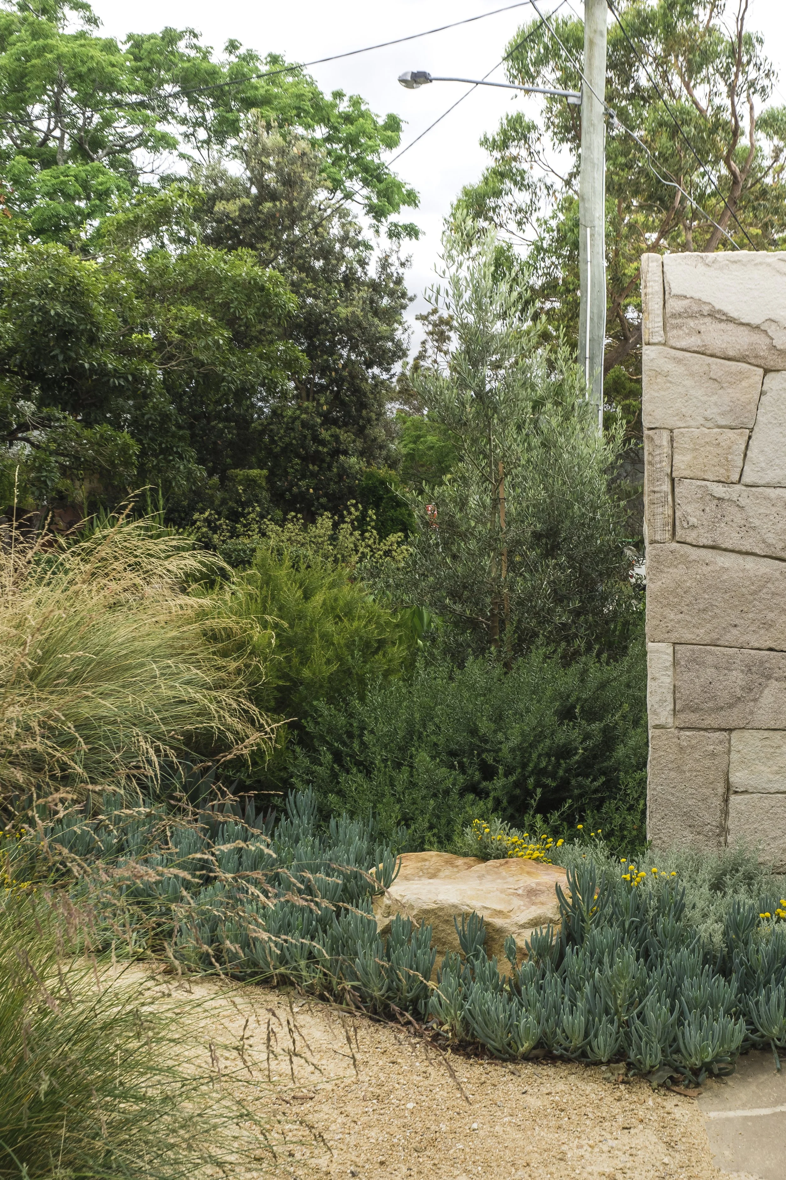 Castlecrag Garden_Dec '18_-6.jpg