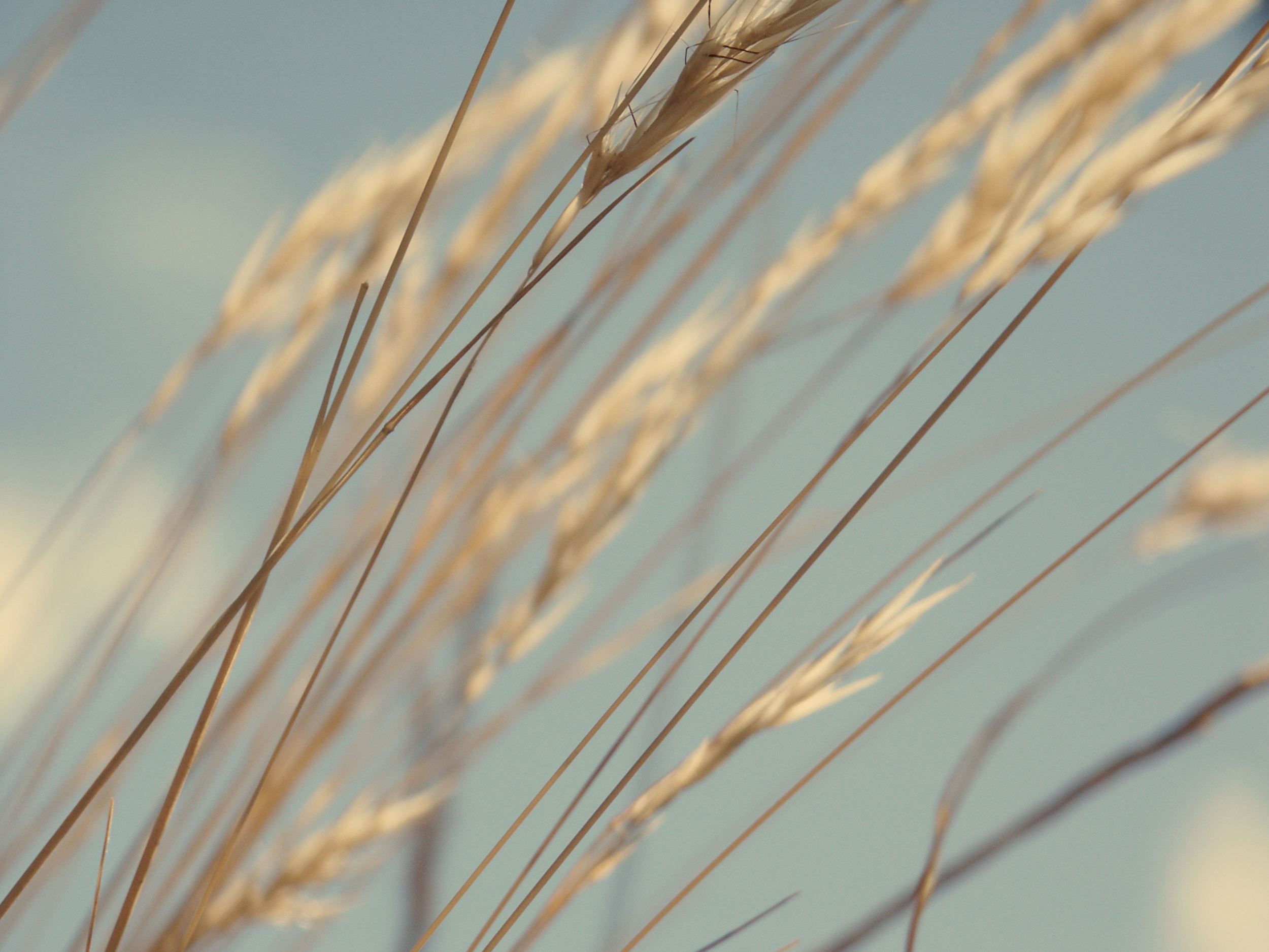 Grasses_landscape_flat_01-edit.jpg