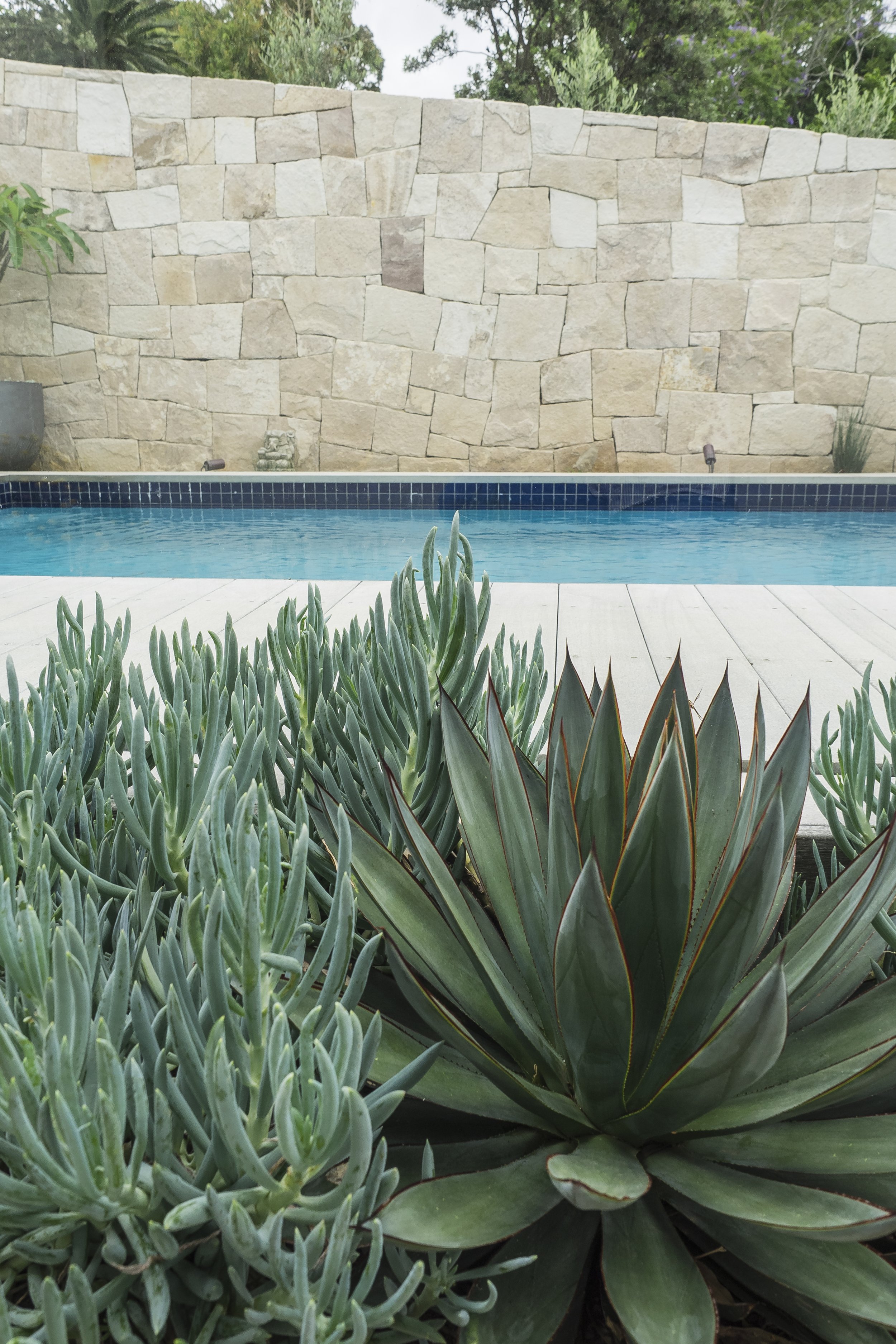 Castlecrag Garden_Dec '18_-31.jpg