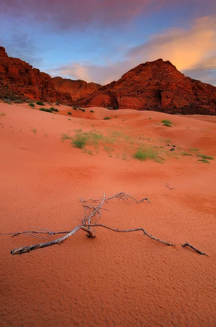 Life and Death - Sand Dunes, Snow Canyon State Park, UT