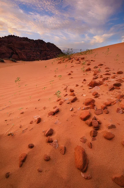 The Secret Lives of Dunes - Sand Dunes, Snow Canyon State Park, UT