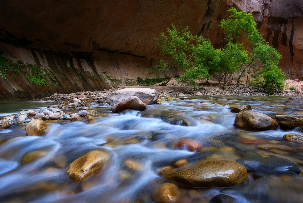 Tree Alcove - Zion Narrows, Zion National Park