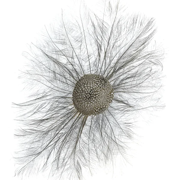 Cosmos 