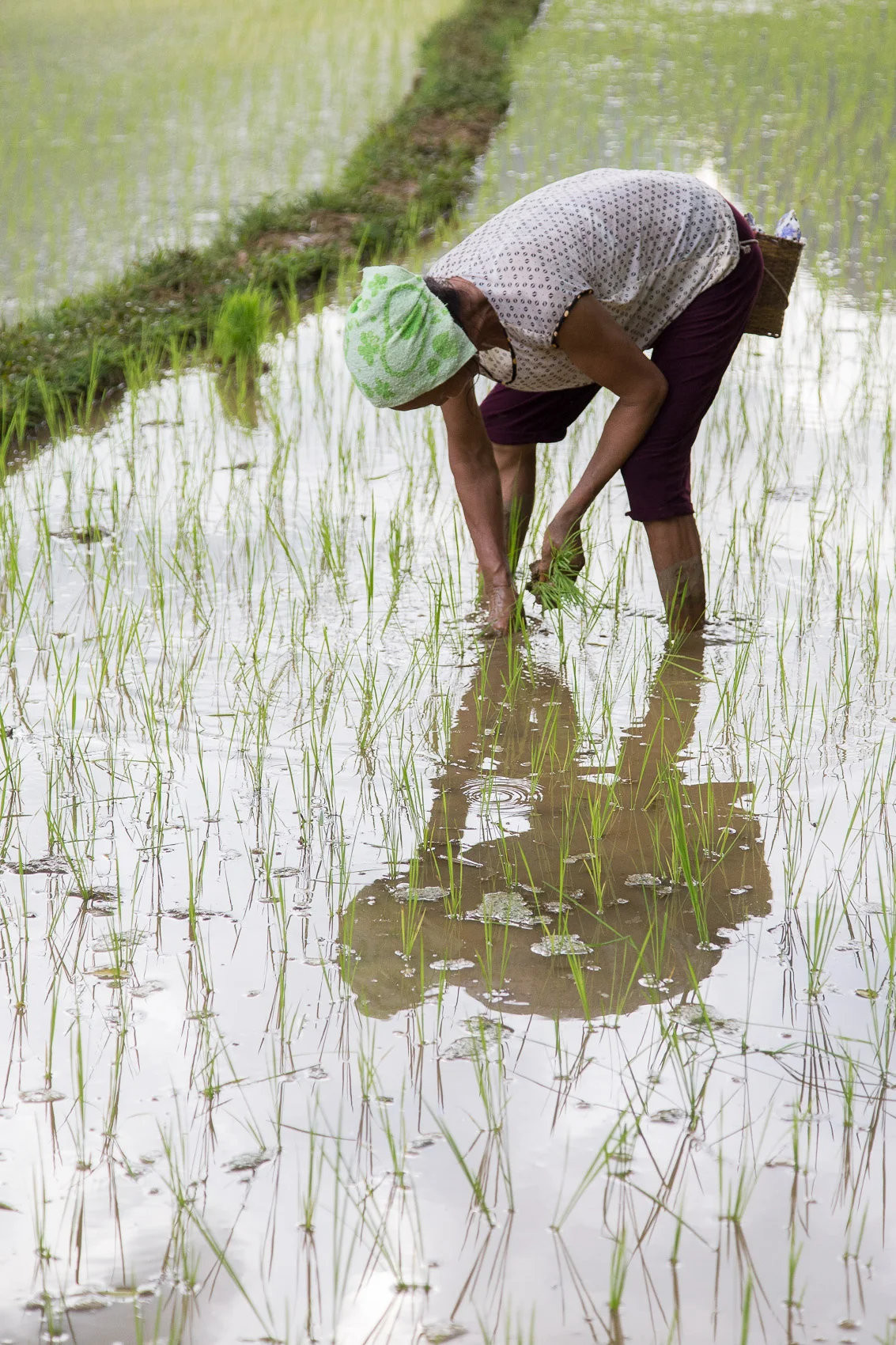 rice-woman-2.jpg