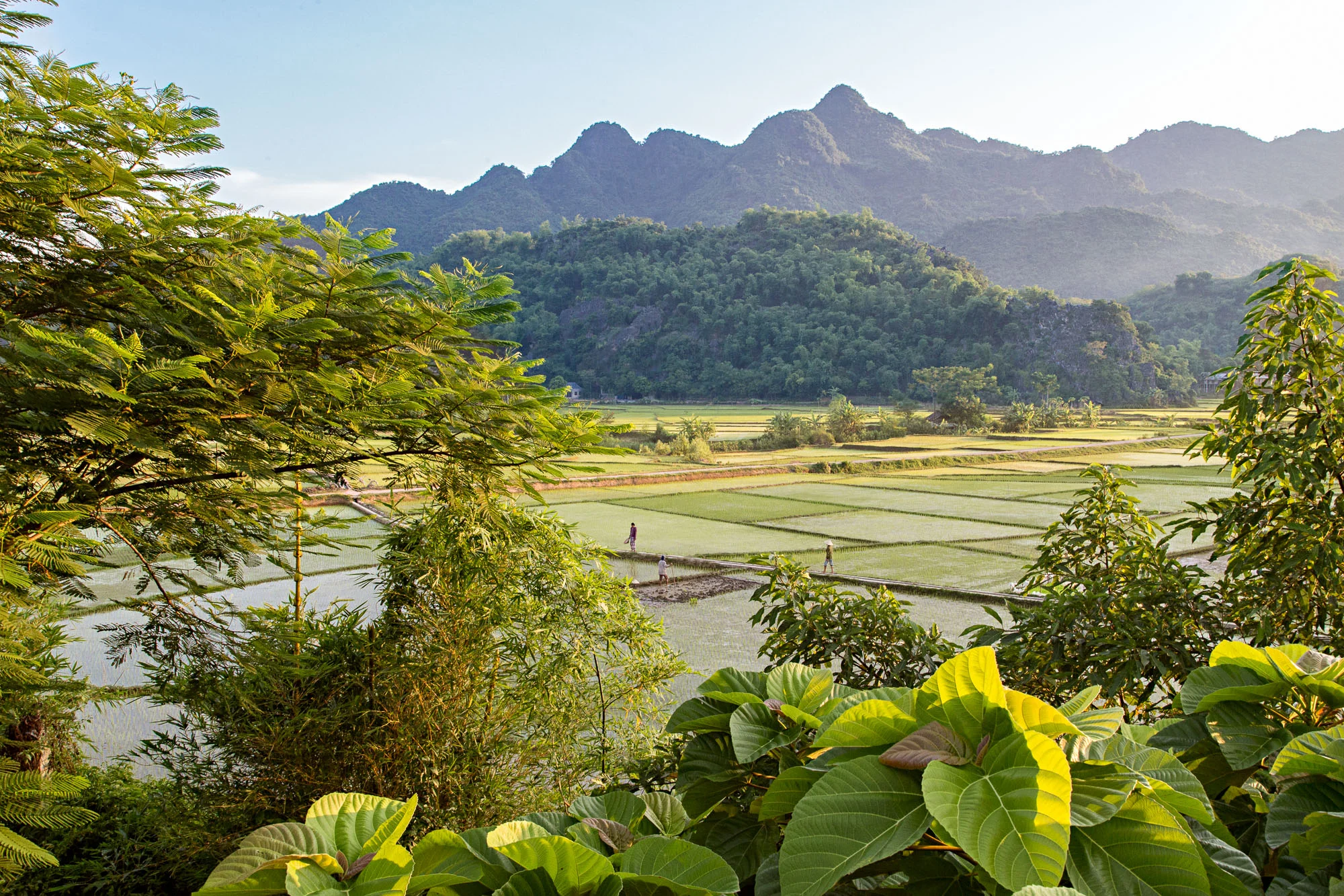 rice paddies-1.jpg
