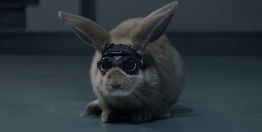 VW_Rabbit.jpg