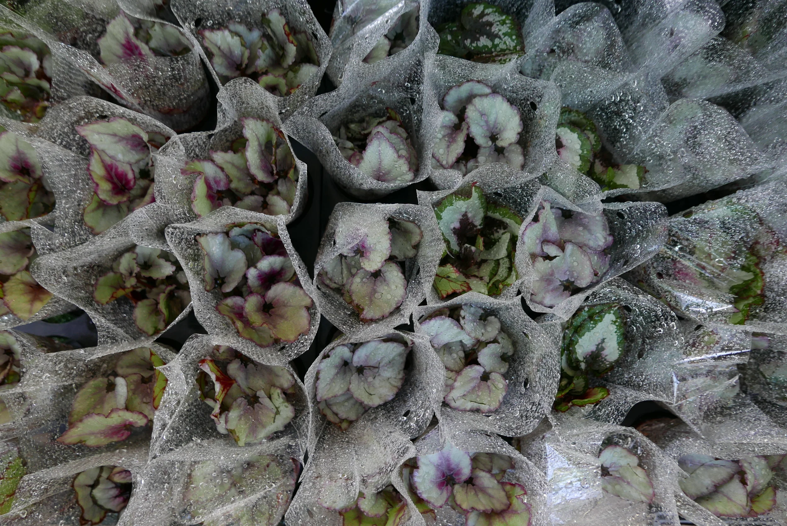 Freshly misted bouquets.