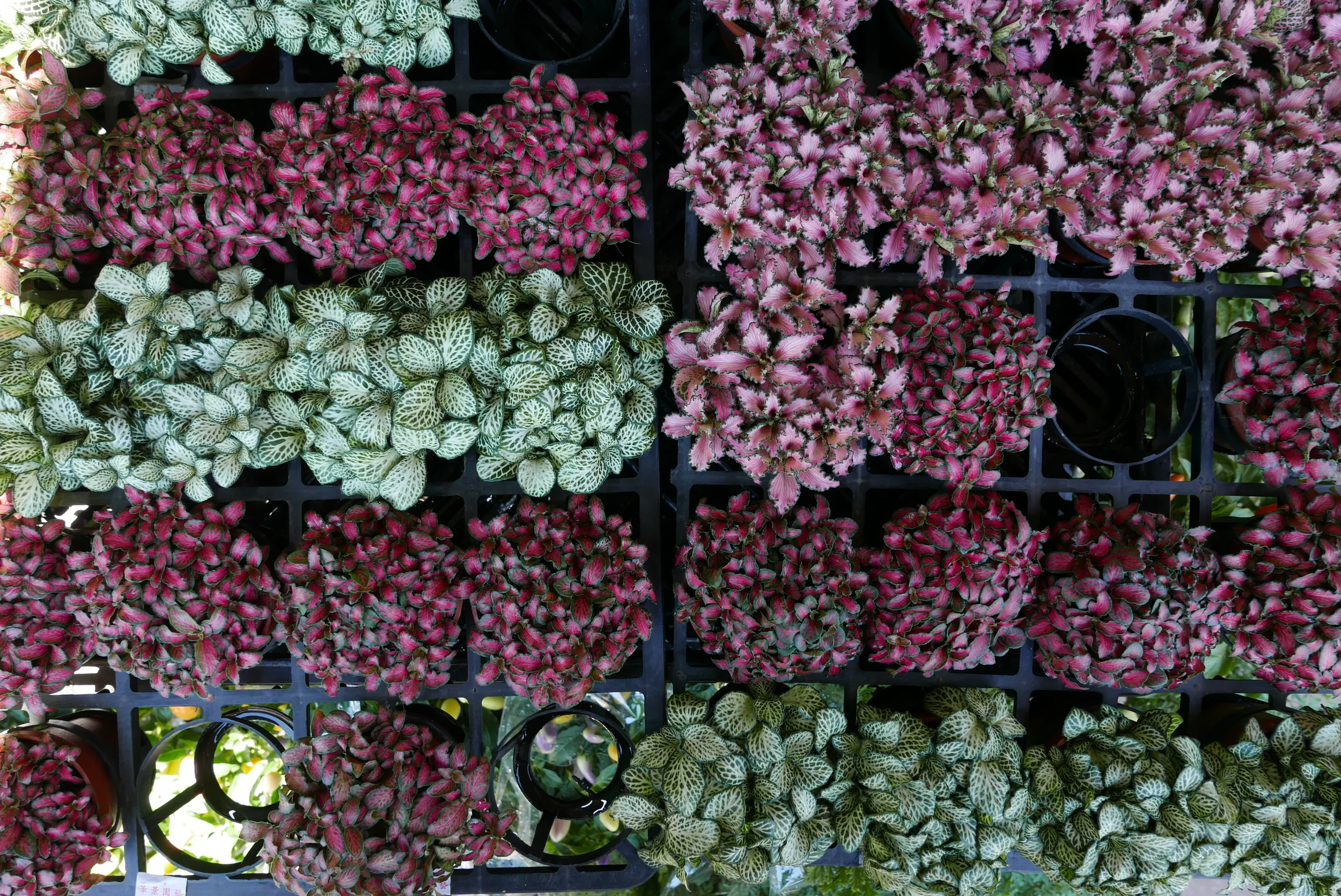 Even the flower bed fillers were photo-worthy.