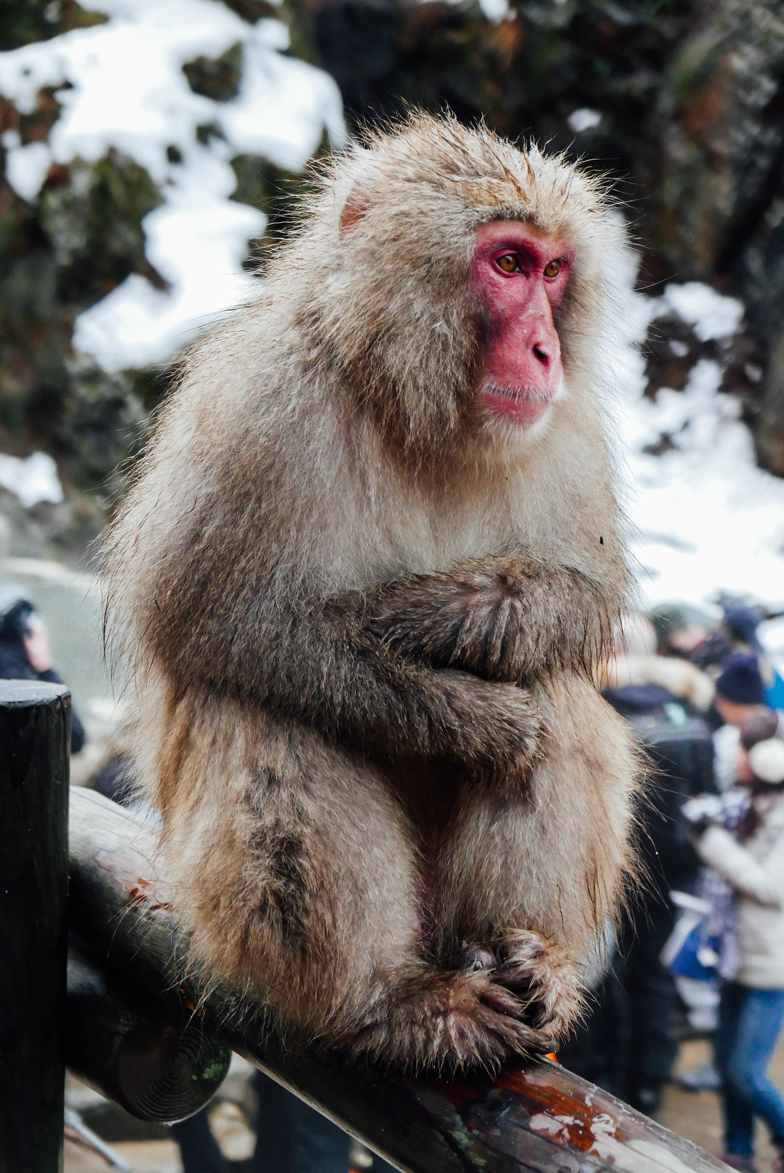 japan-snow-monkey.jpg