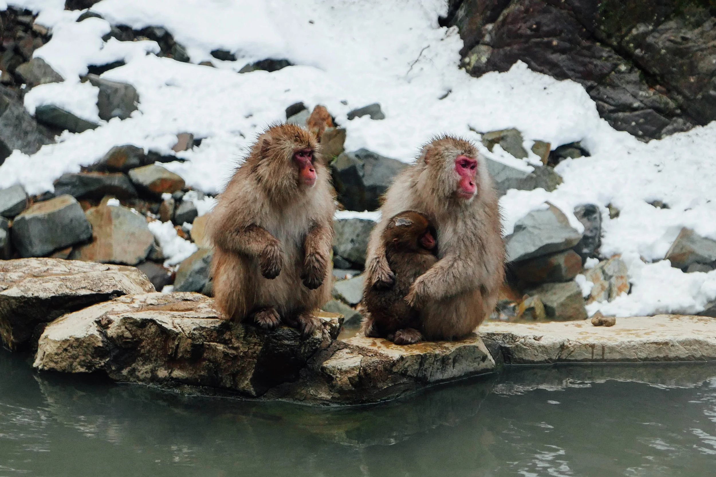 mom-baby-snow-monkey.jpg