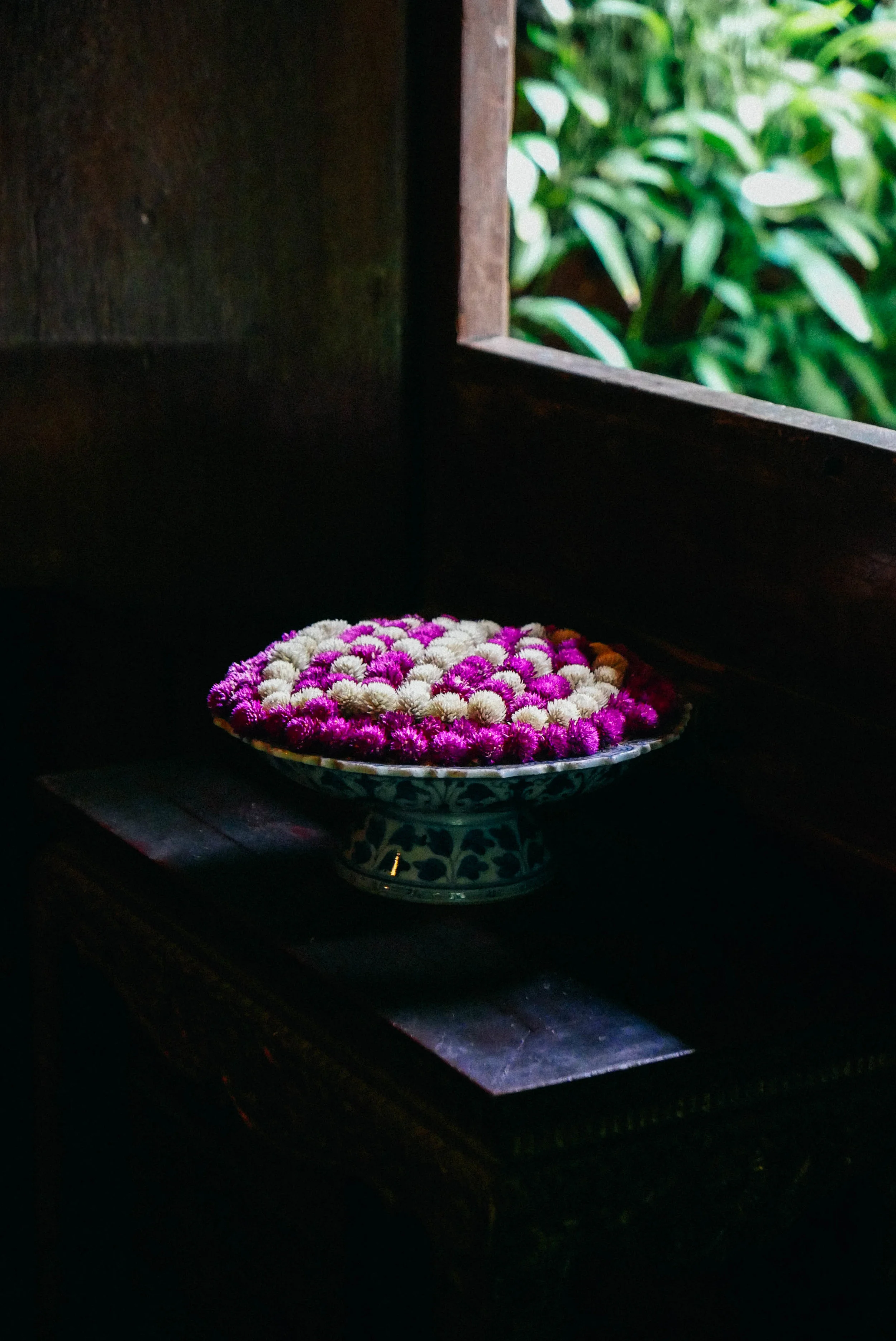 {globe amaranth flowers}