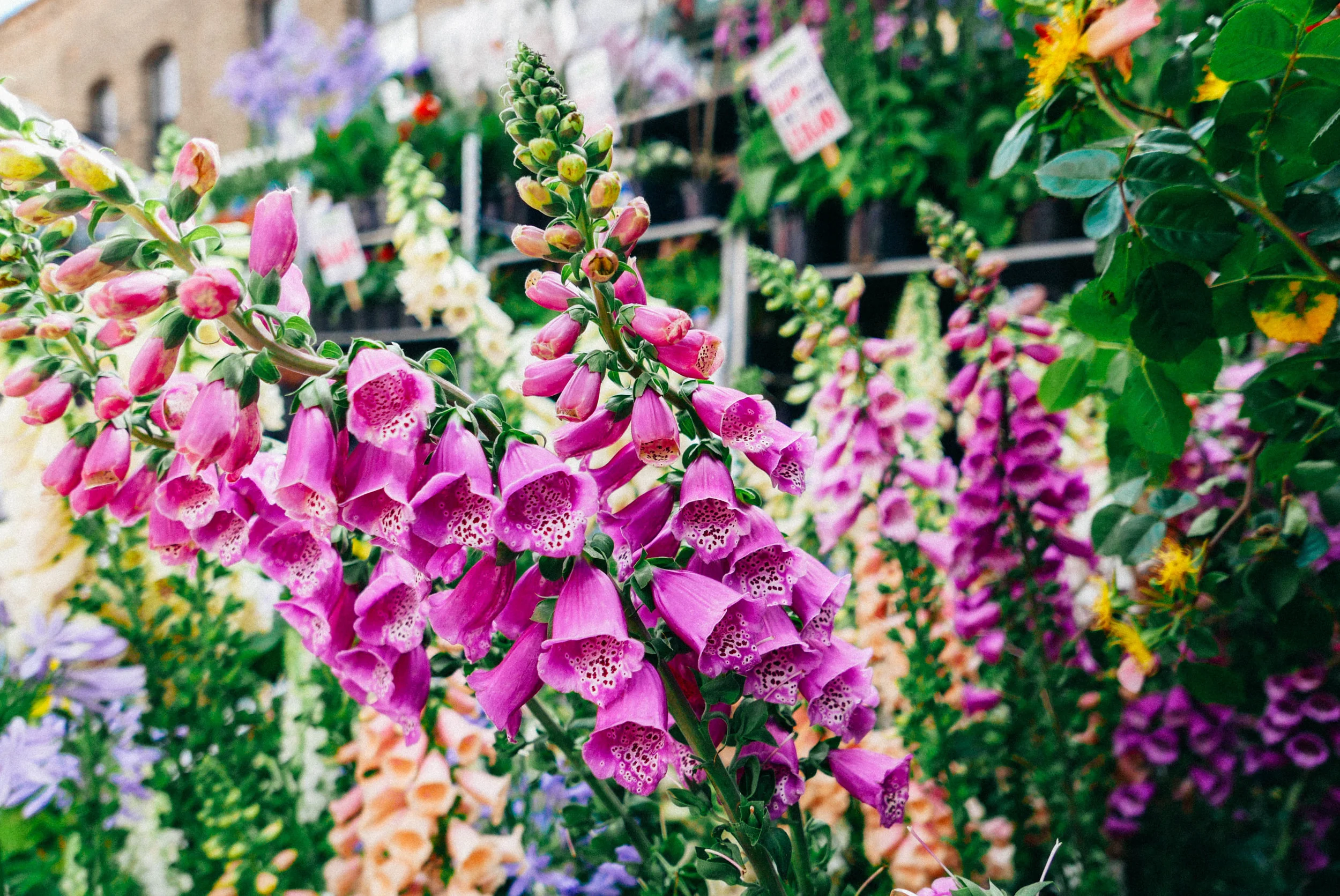 {Above & Below: scenes from the Columbia Flower Market}