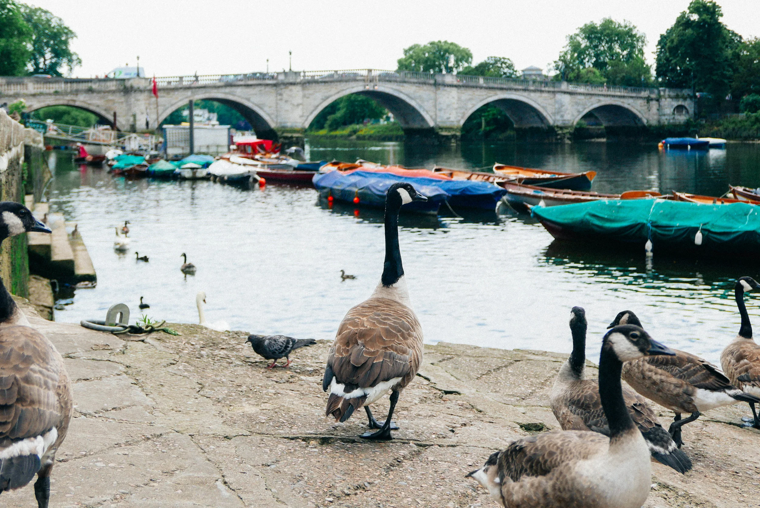 {Richmond Bridge - the oldest surviving Thames bridge in London}