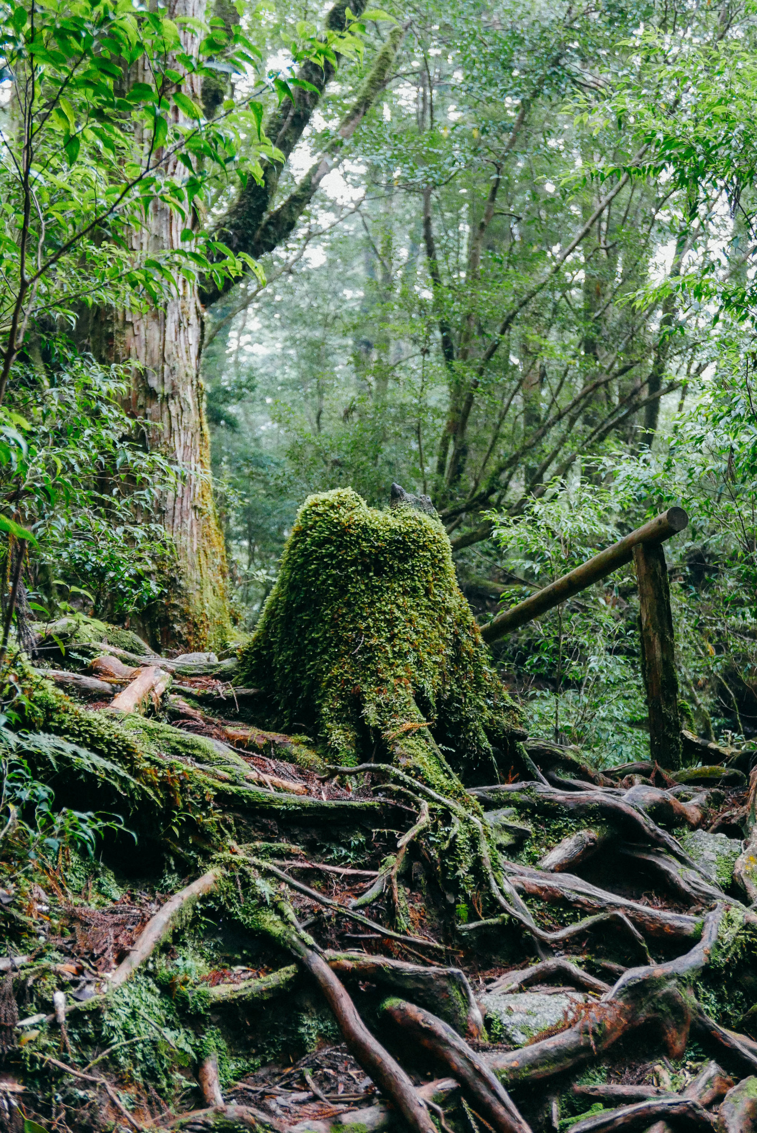 Yakushima - The Mystical Island