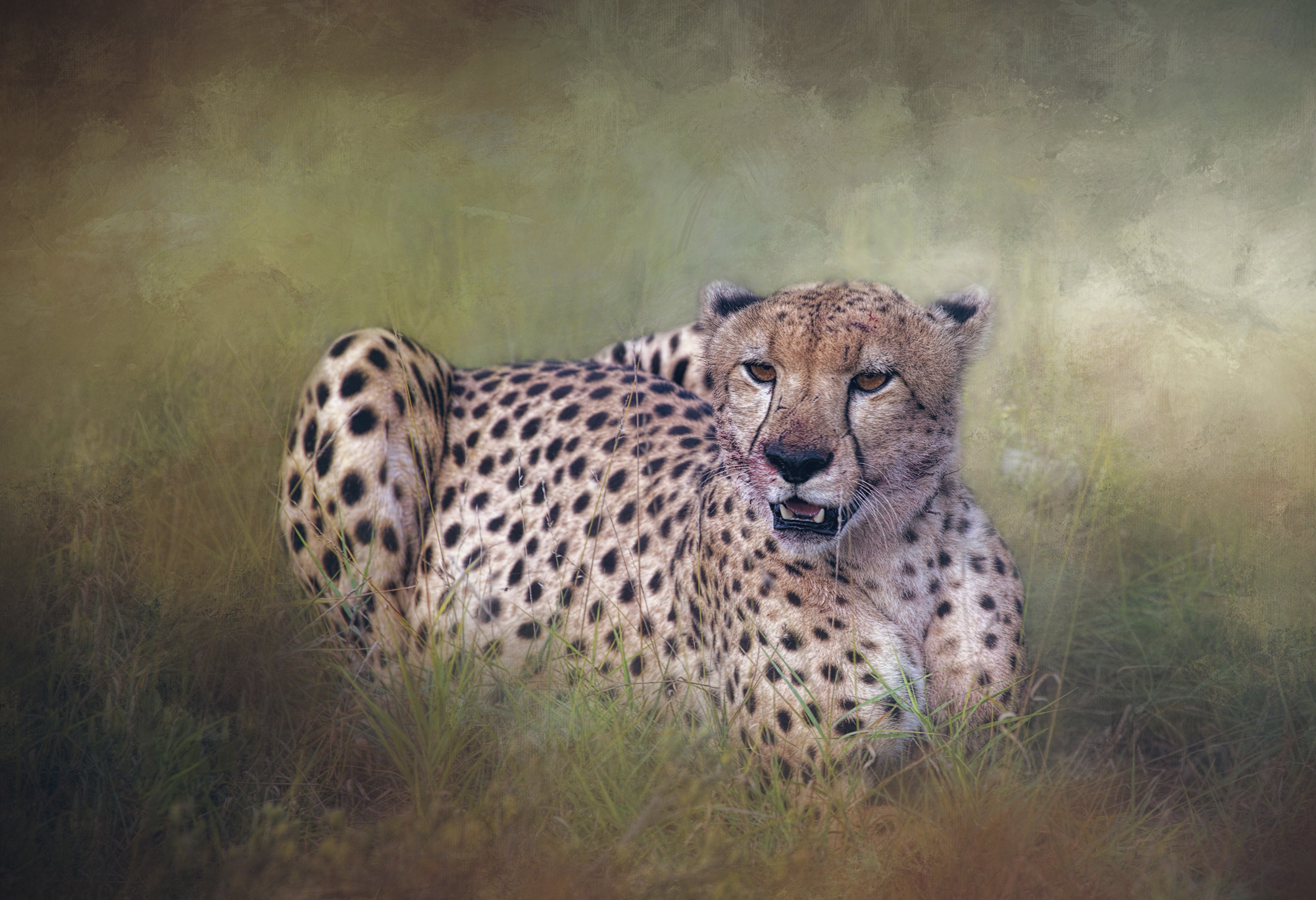 CHEETAH RESTING AFTER THE CHASE.