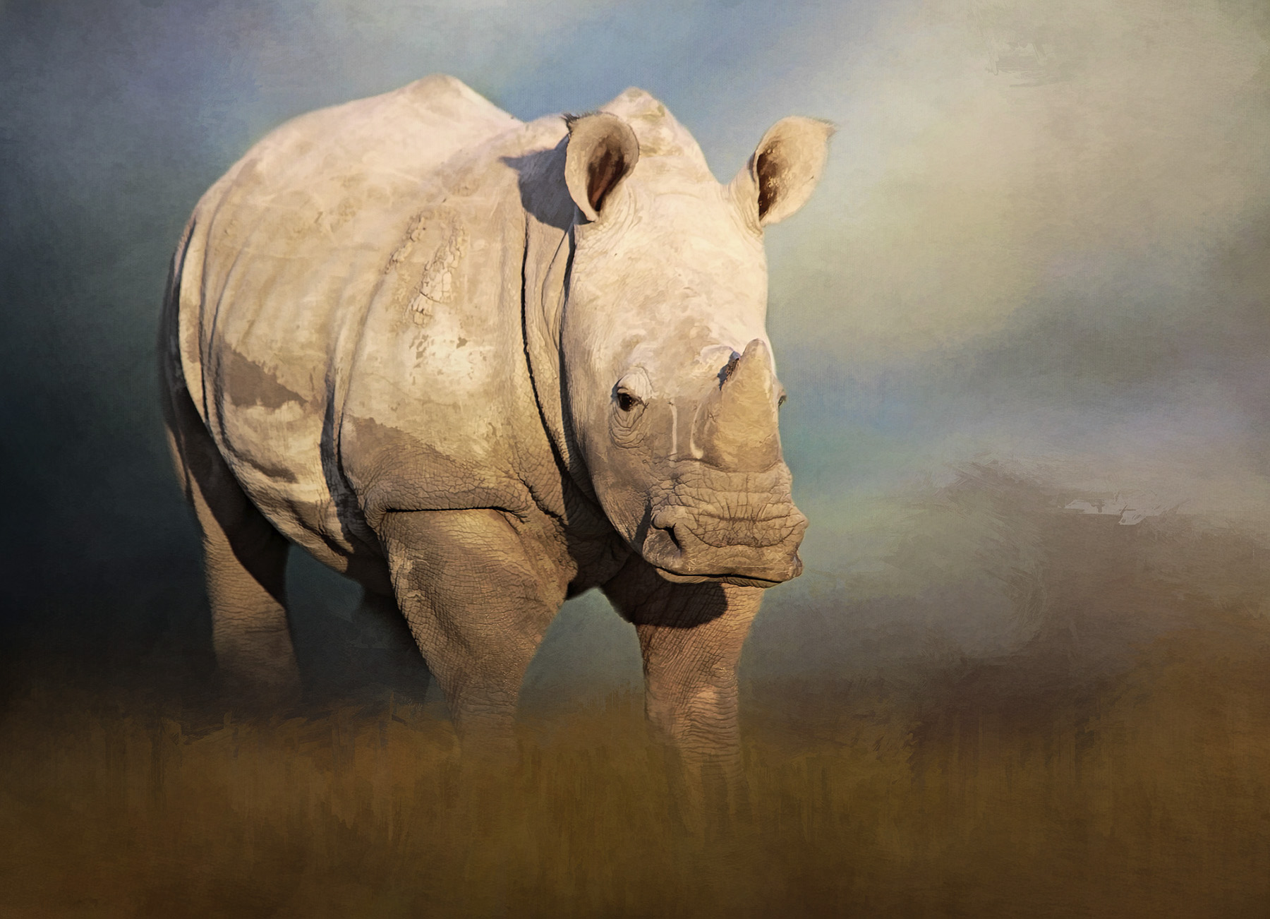 YOUNG WHITE RHINO.