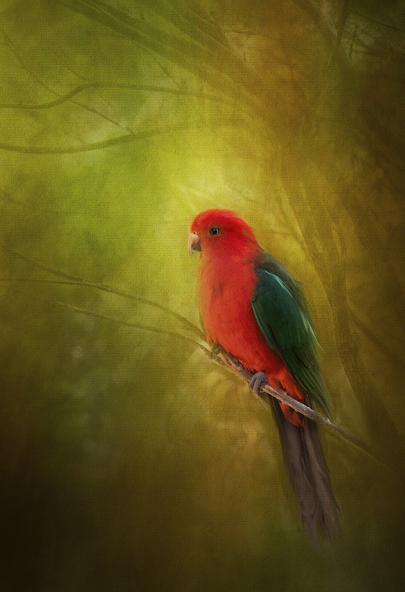 KING PARROT.