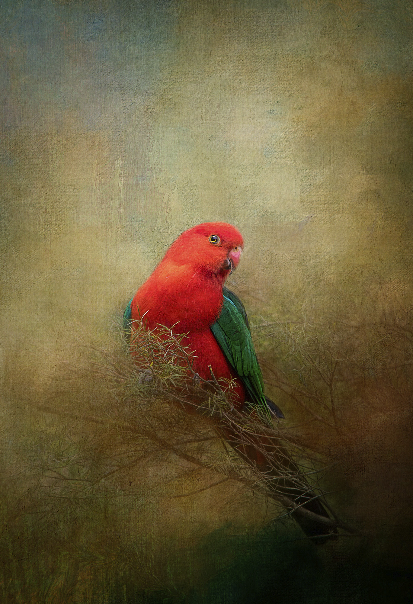 KING PARROT.