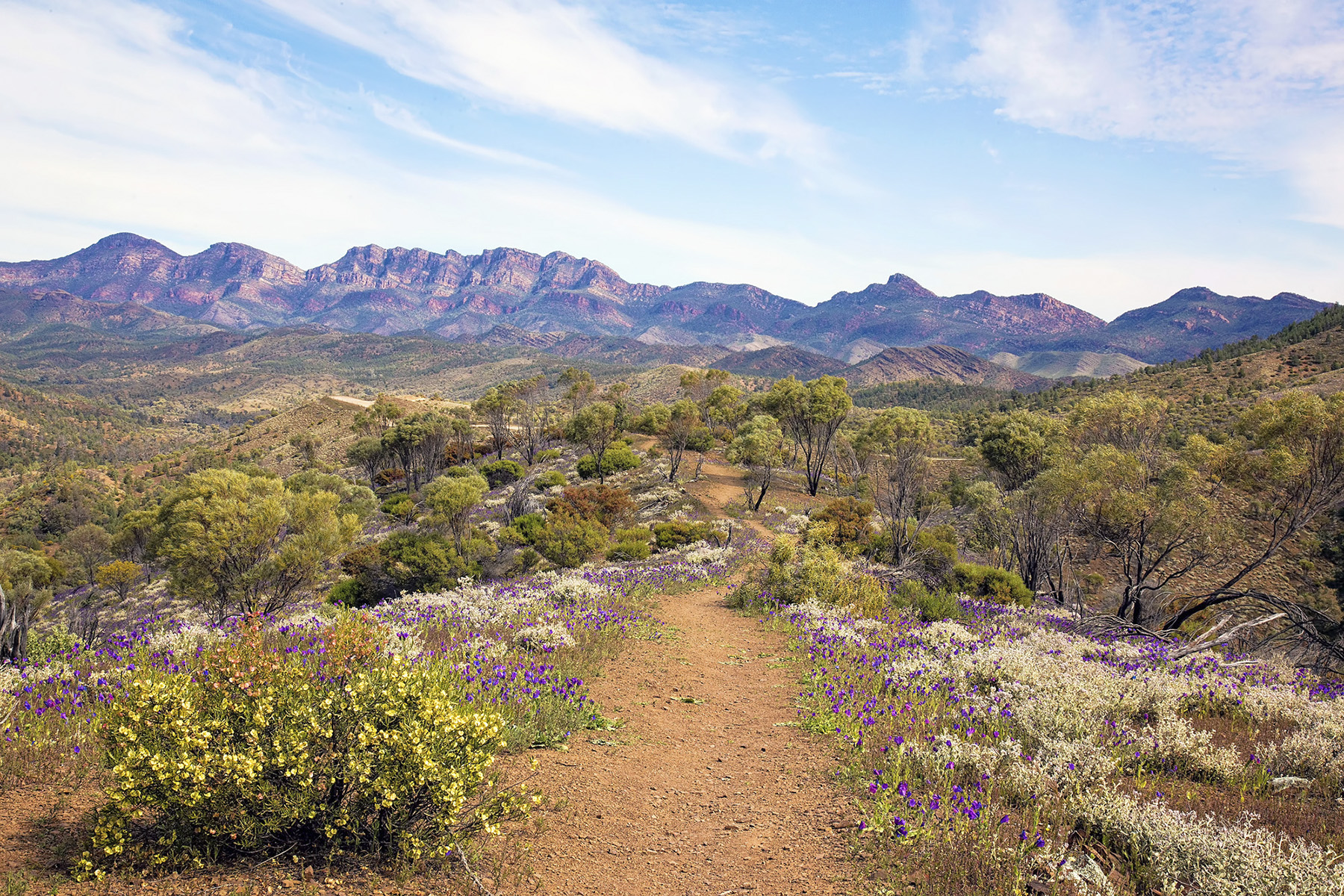 SPRING HAS ARRIVED.....FLINDERS RANGERS, S.A.