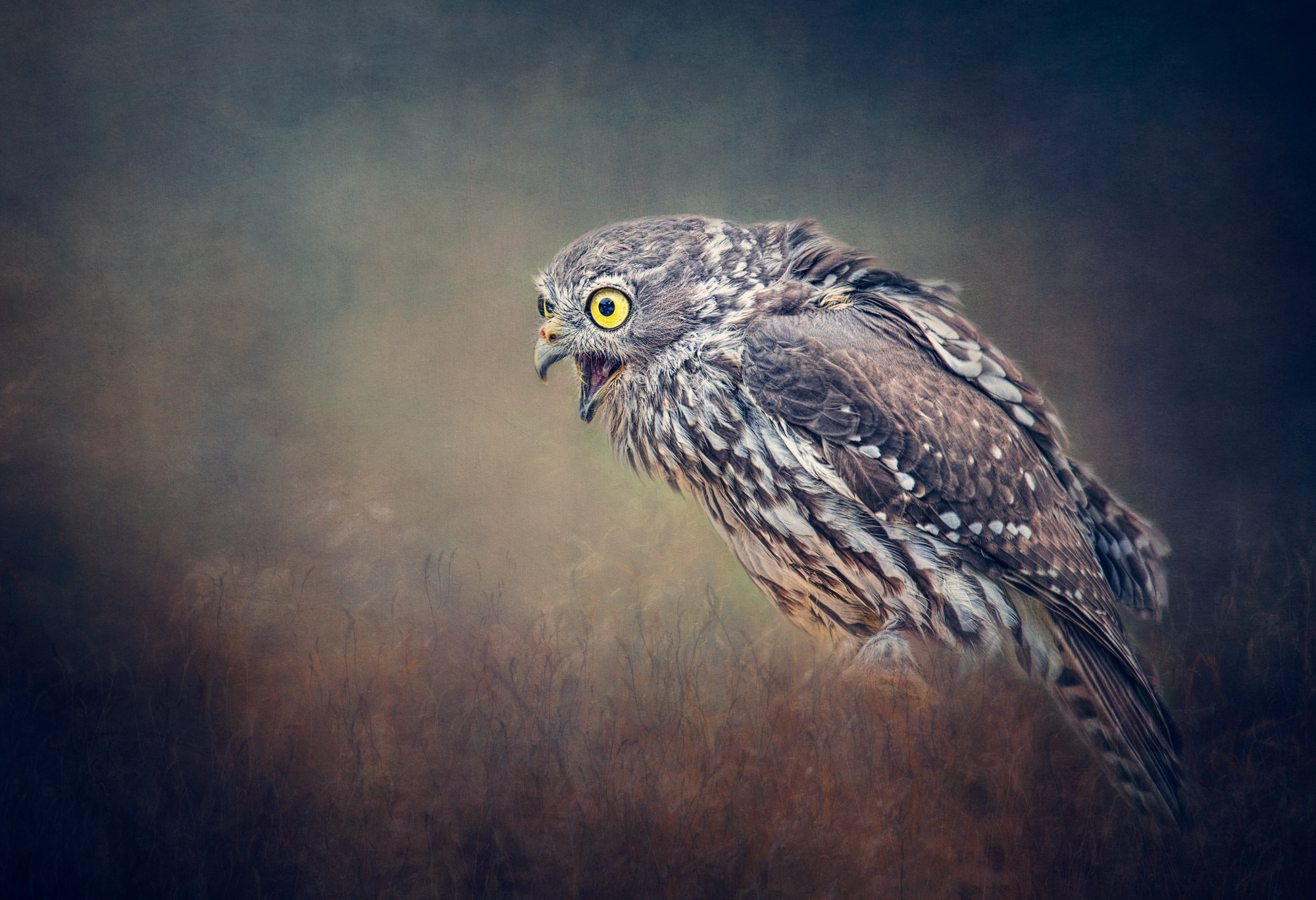 Juvenile barking owl.