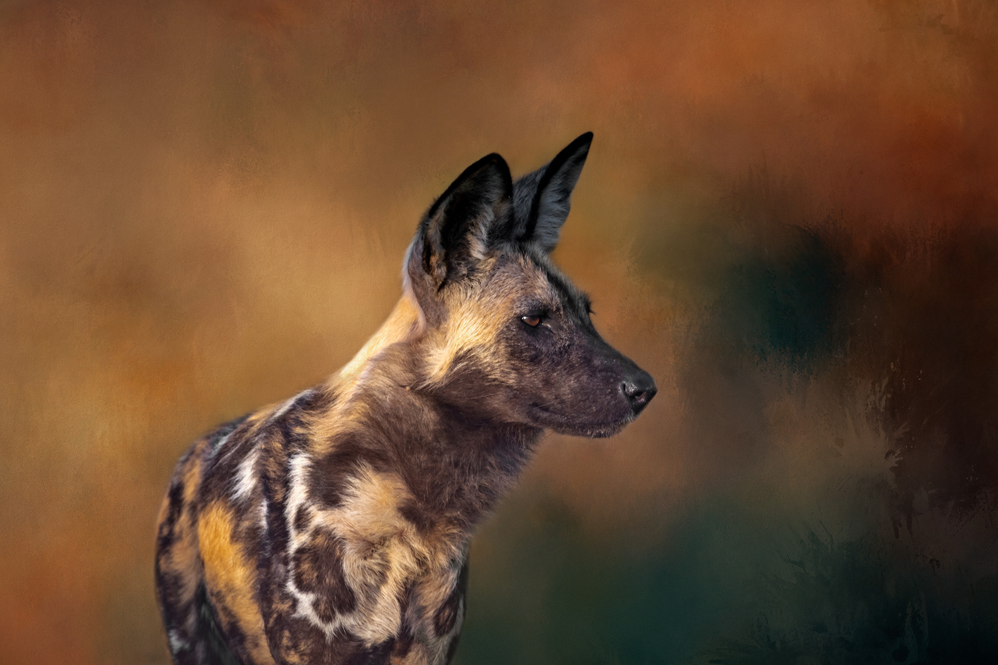 AFRICAN WILD DOG.