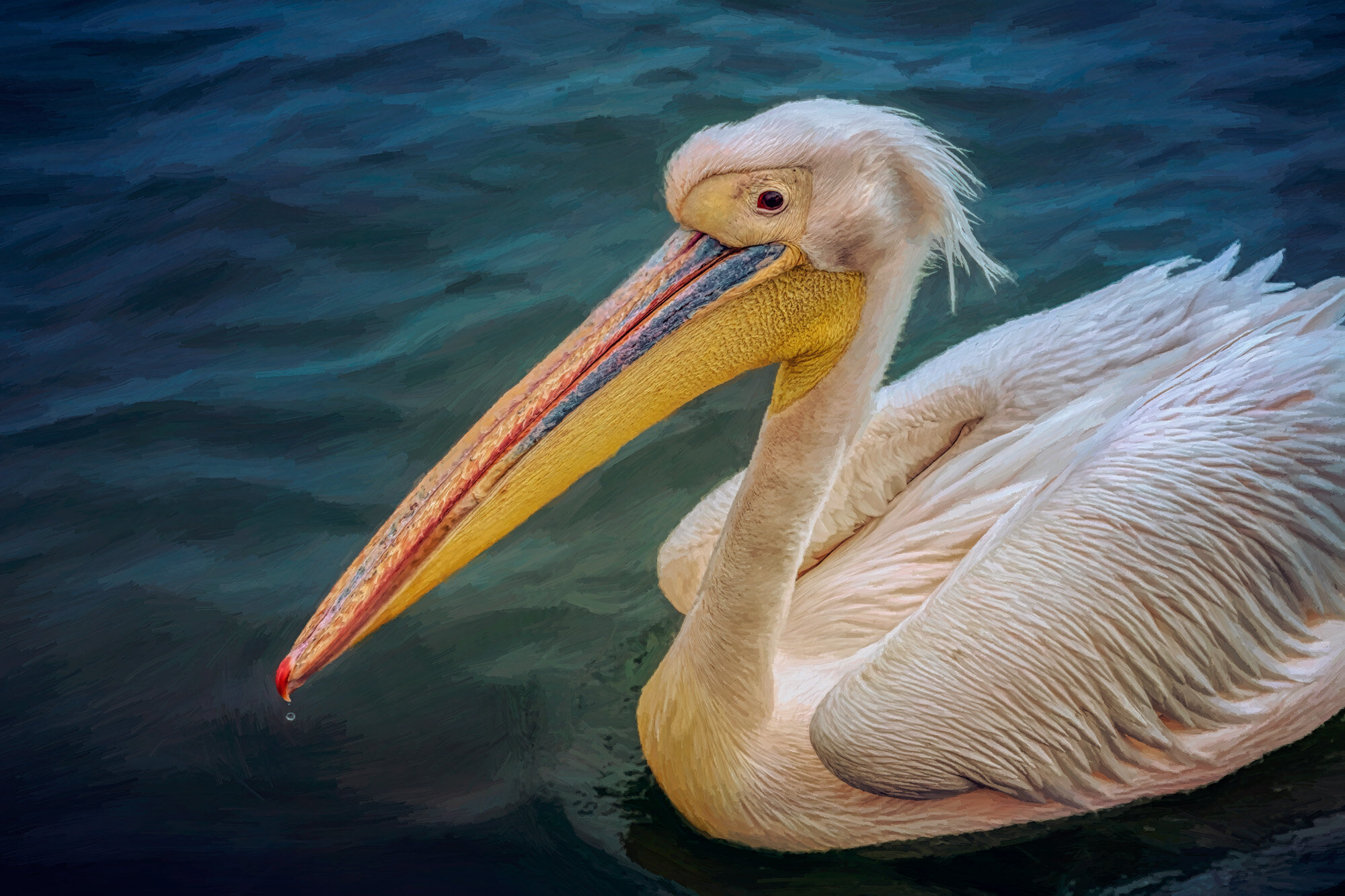 The Pelican.
