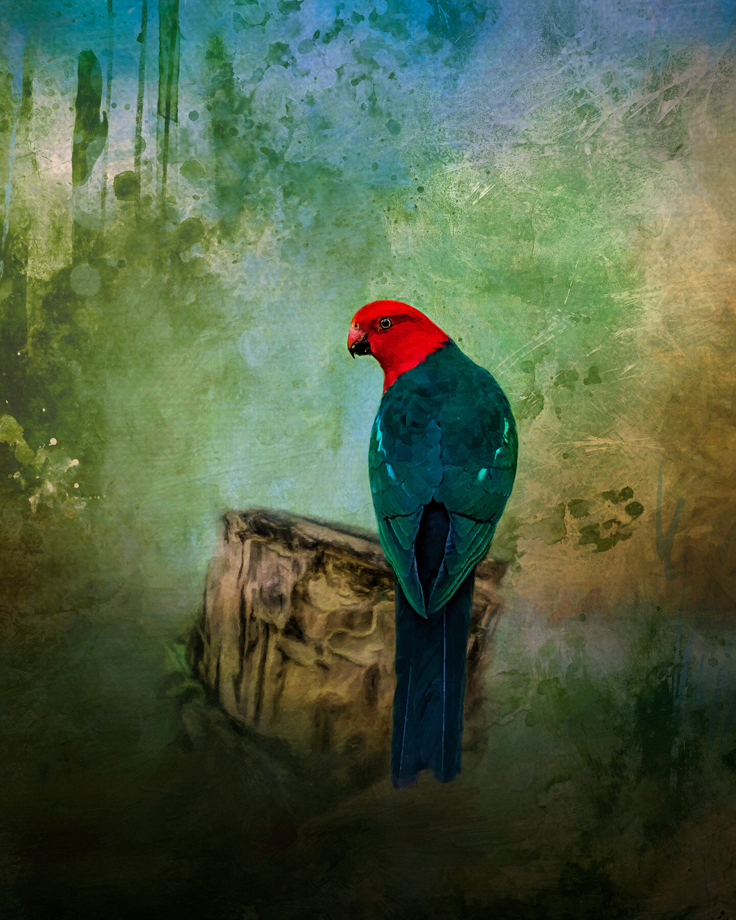 Australian King Parrot.