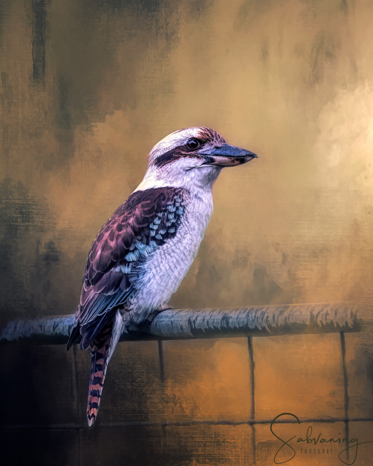 Kookaburra.