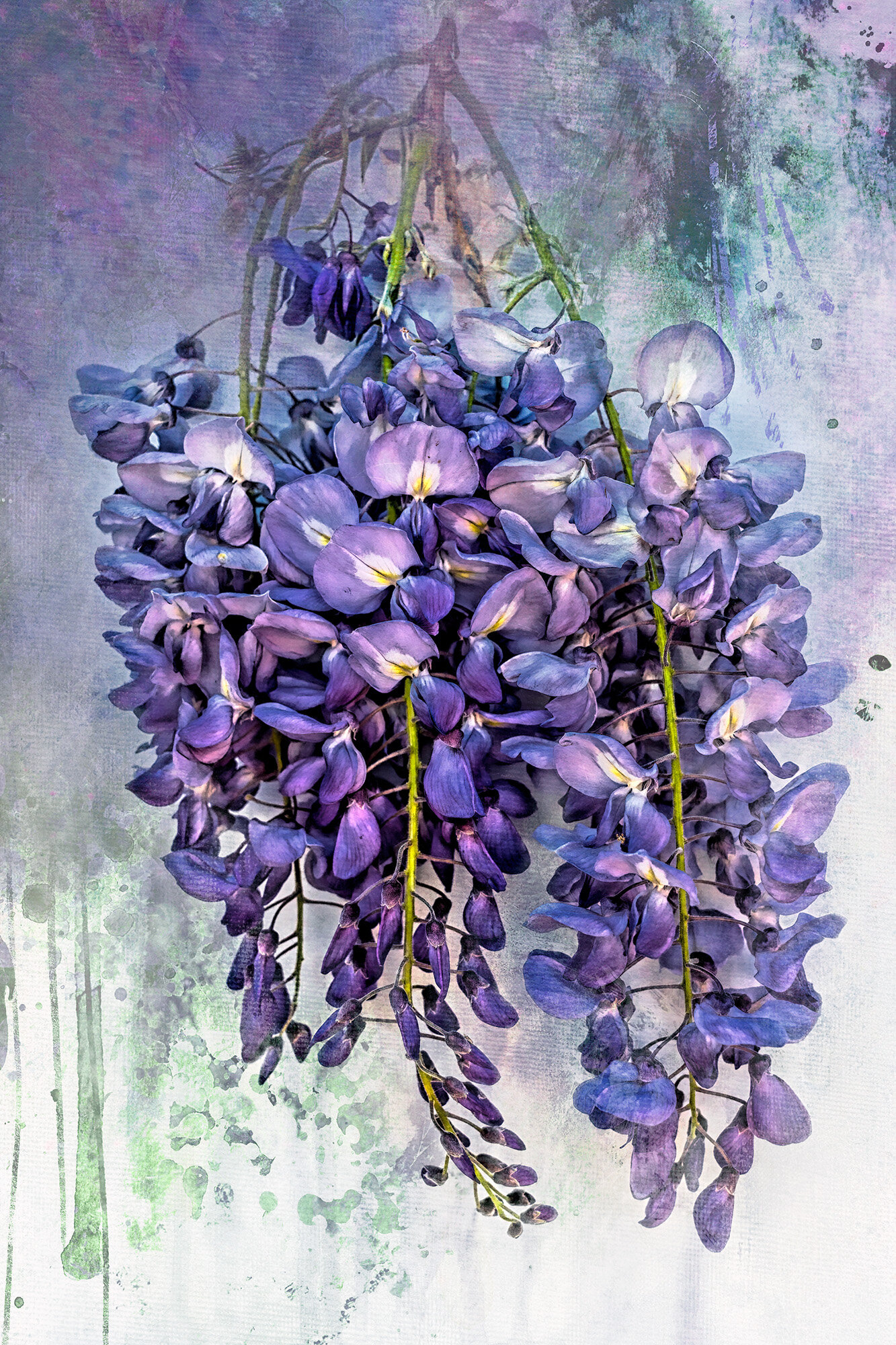 Wisteria.