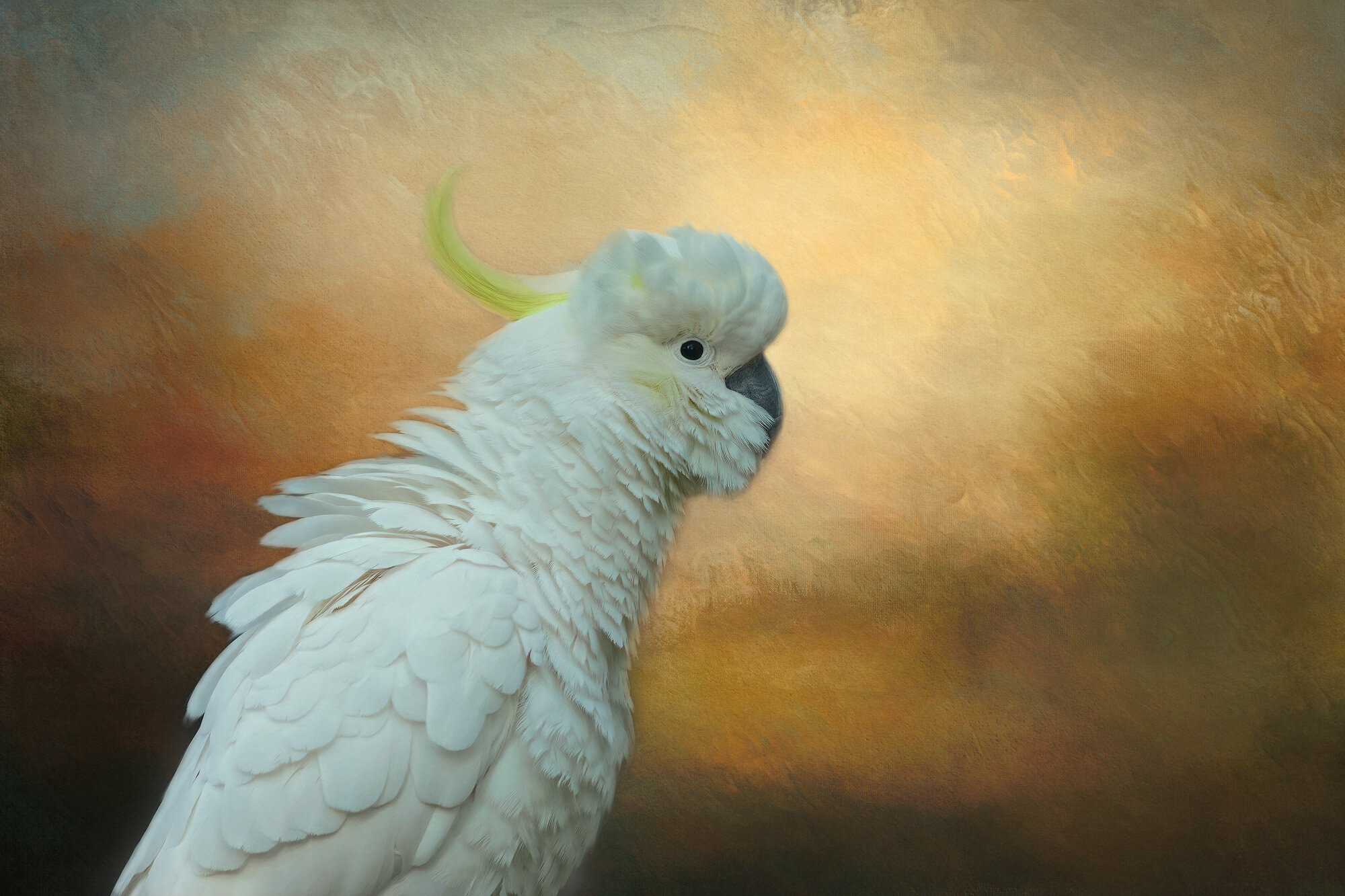 Sulphur-crested cockatoo.